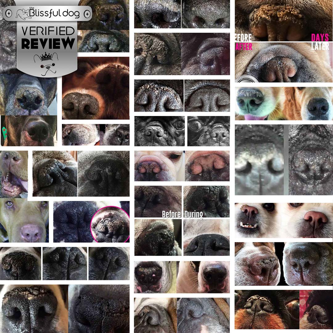 1 Dog Nose Butter For All Dogs - Image 3