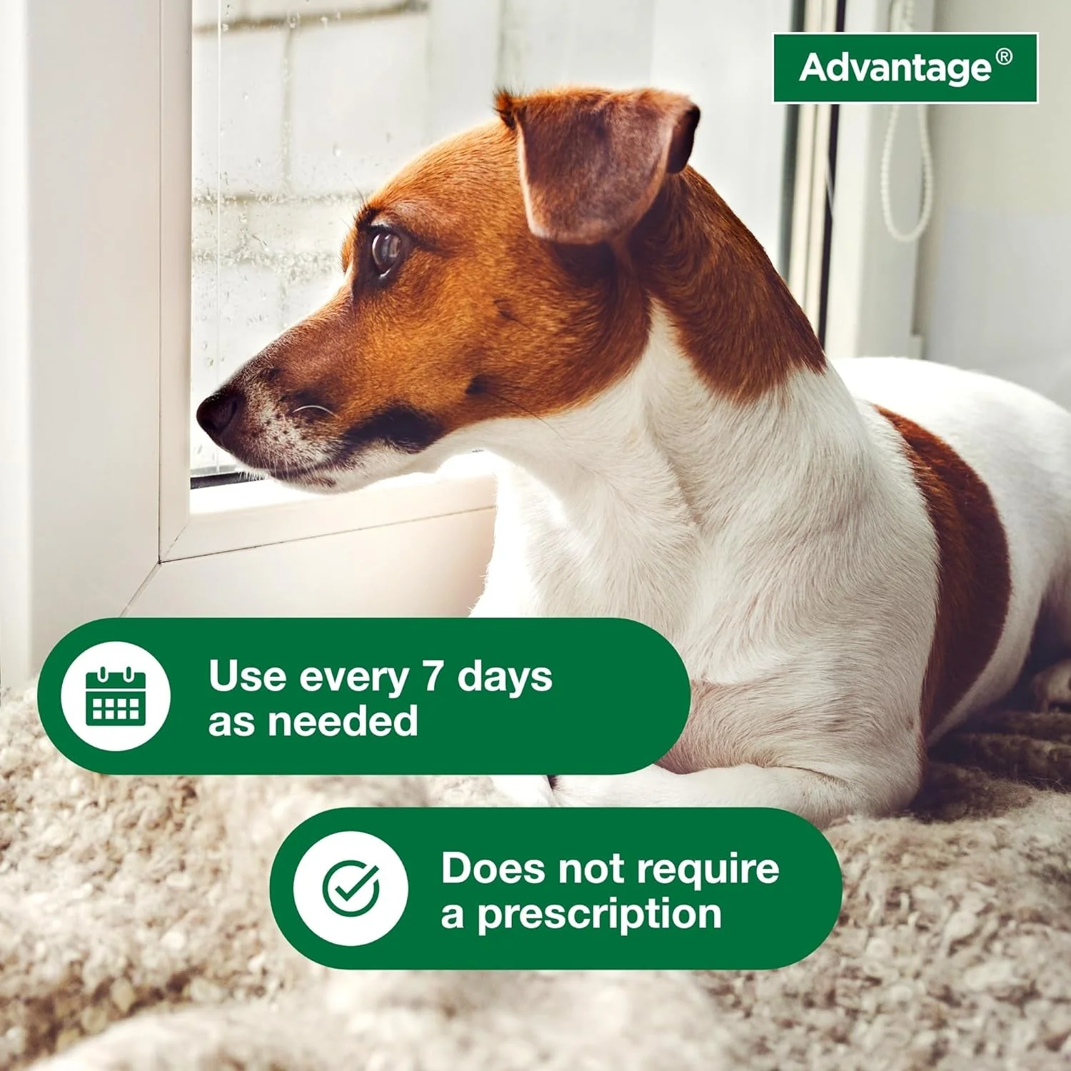 12 Oz Flea & Tick Shampoo for Puppies & Adult Dogs . - Image 5
