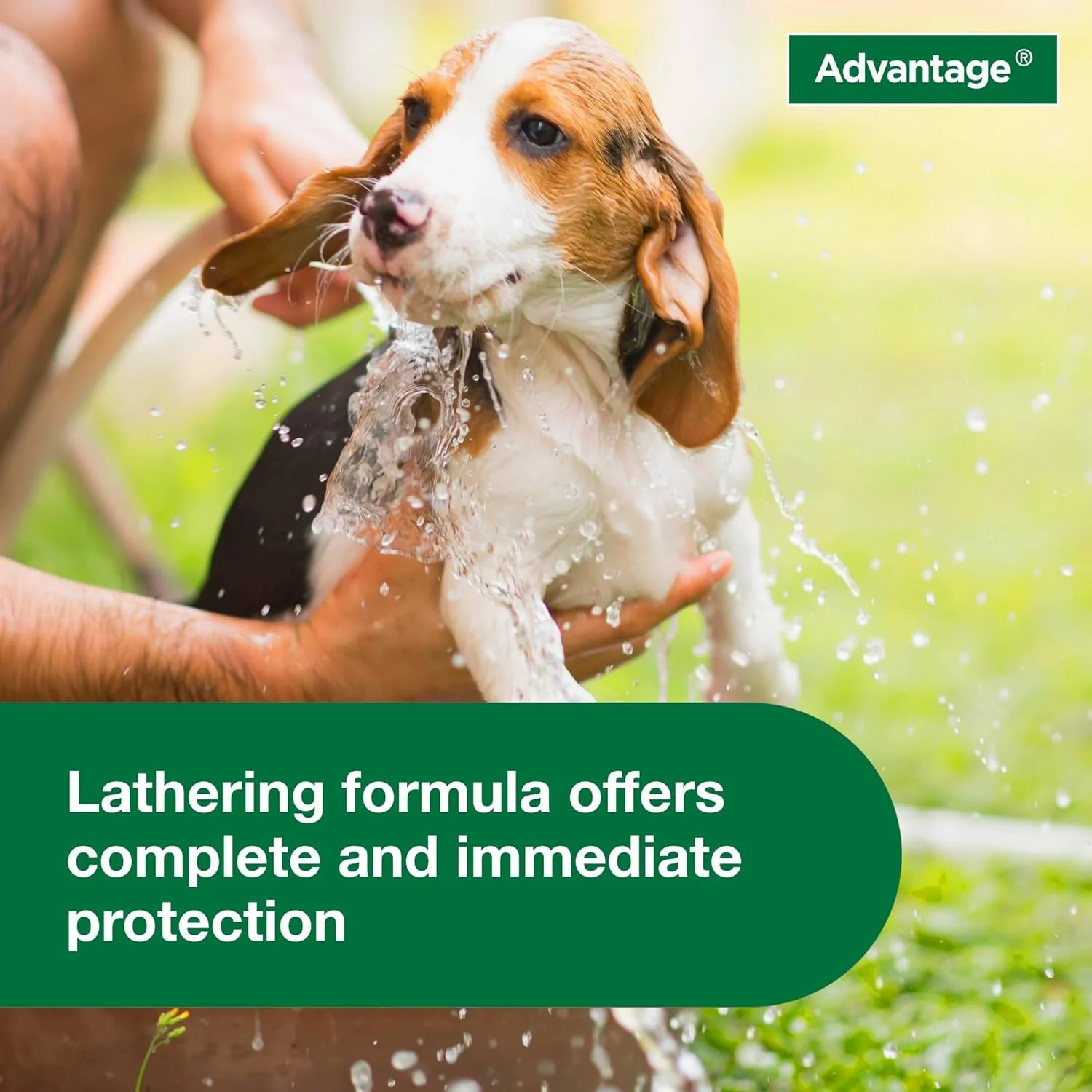 12 Oz Flea & Tick Shampoo for Puppies & Adult Dogs . - Image 8