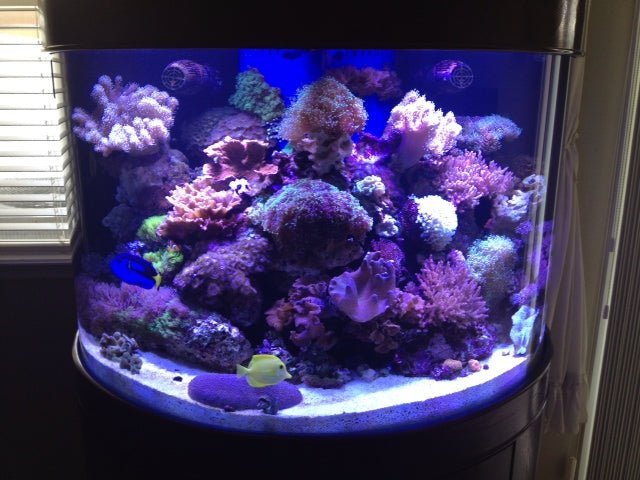 180 Gallon Half Cylinder Glass Reef-Ready Aquarium Set in Unstained Wood Furniture - Image 2