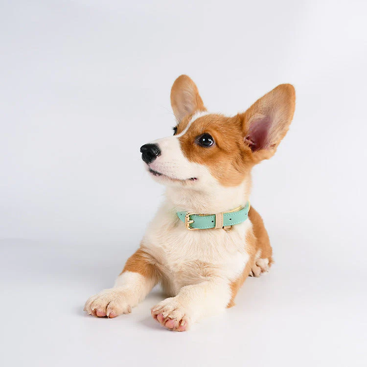 2-Tone Leather Dog Collar – Adjustable & Stylish Pet Walking Accessories - Image 5