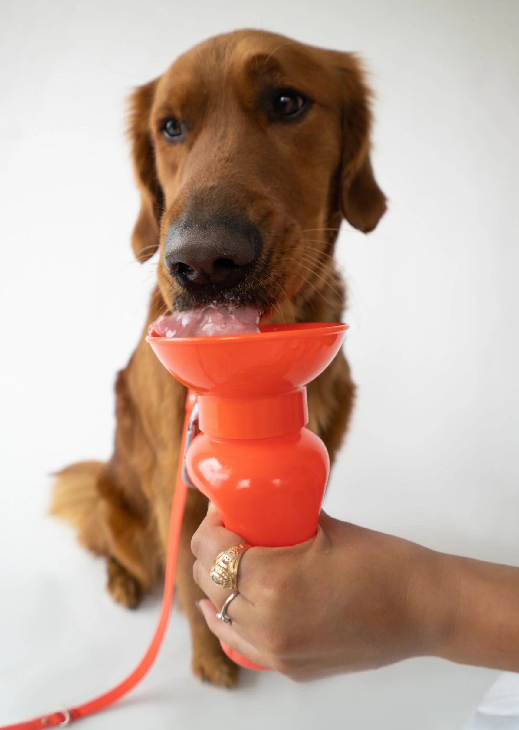 22oz Original Dog Travel Water Bottle - Image 13