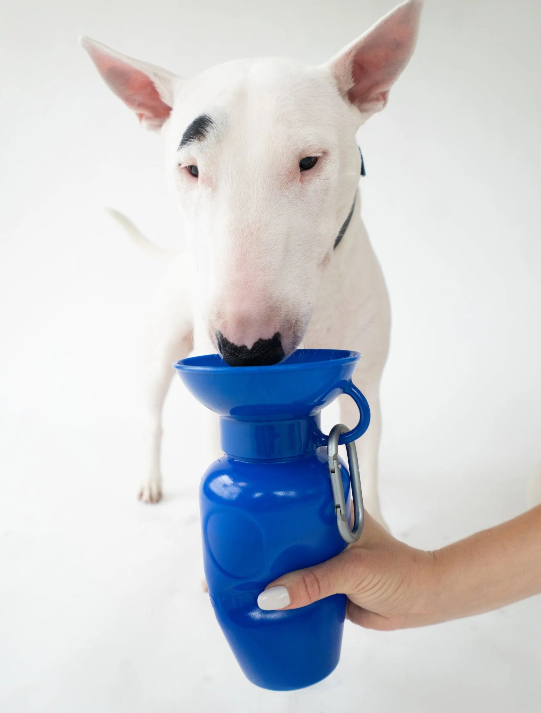 22oz Original Dog Travel Water Bottle - Image 18