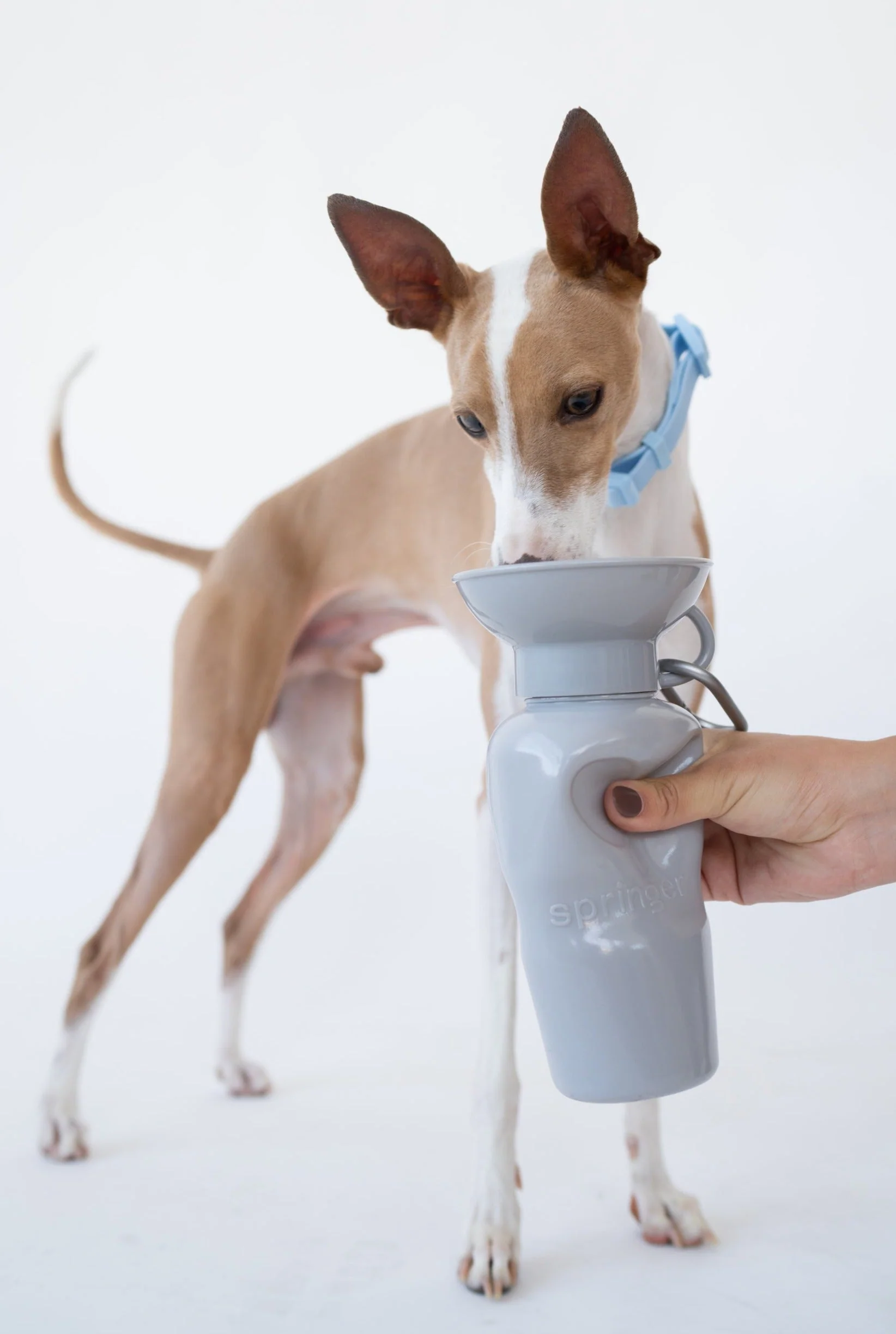 22oz Original Dog Travel Water Bottle - Image 21