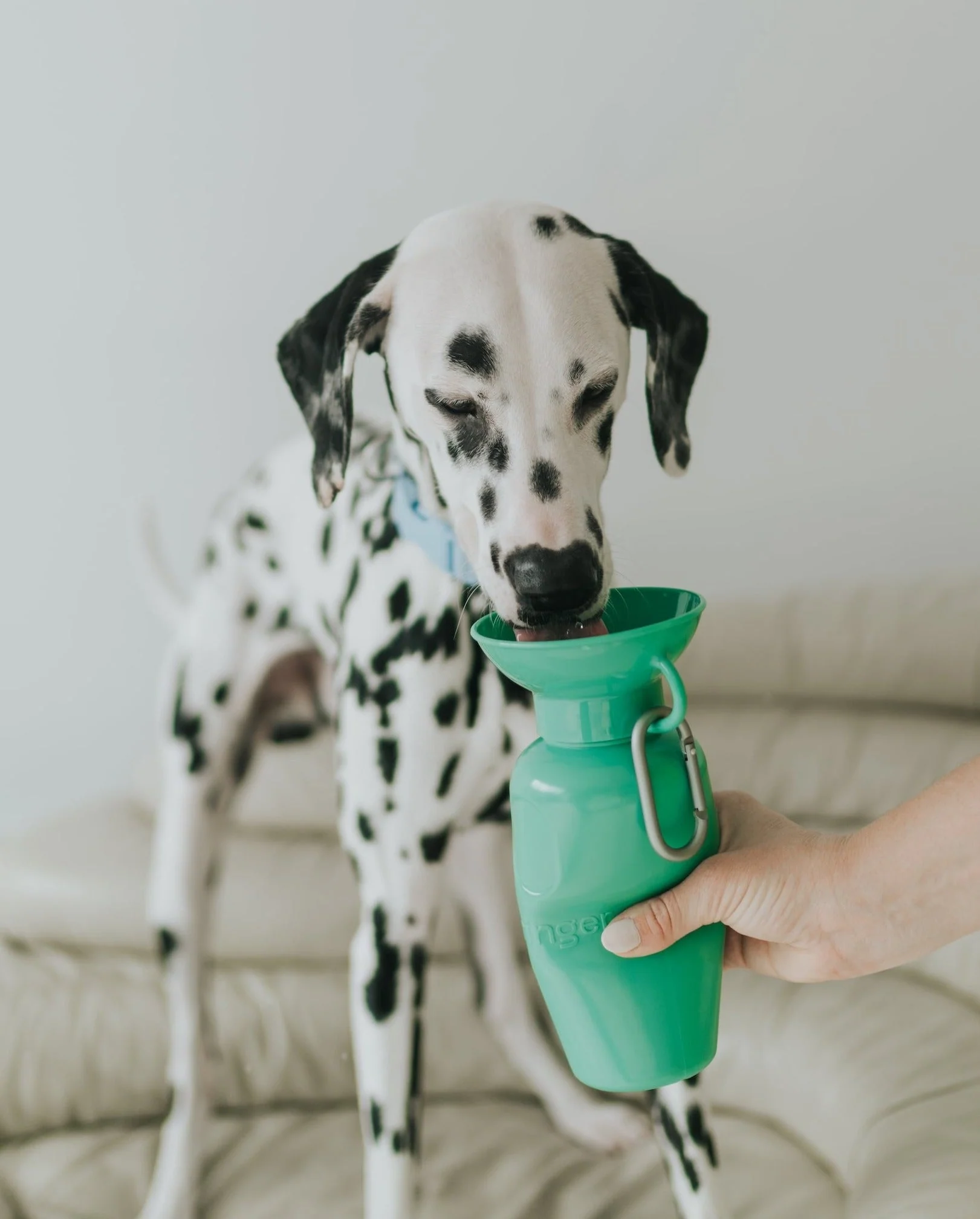 22oz Original Dog Travel Water Bottle - Image 4