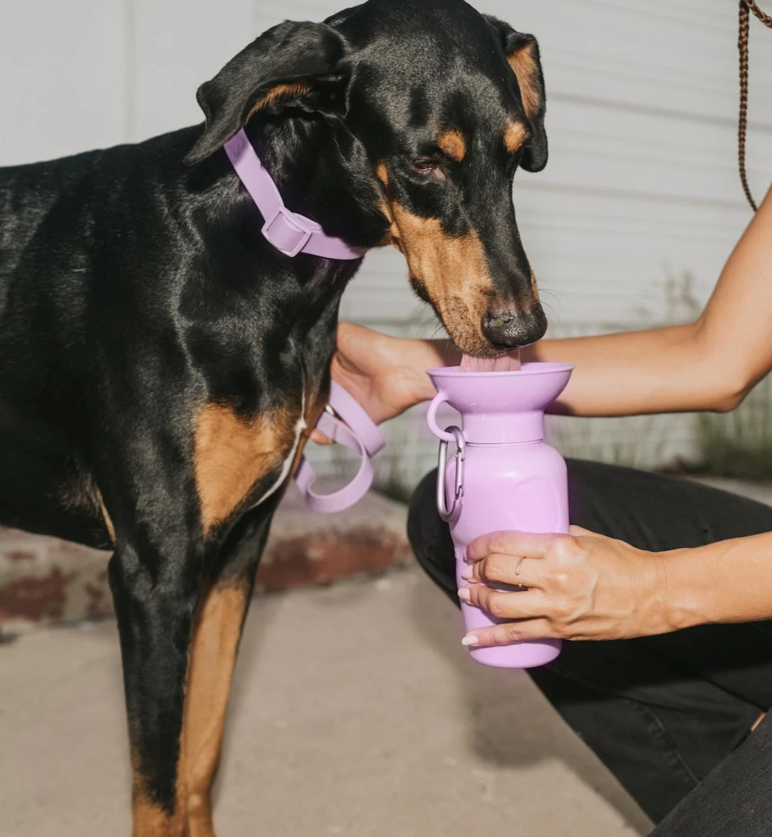 22oz Original Dog Travel Water Bottle - Image 7