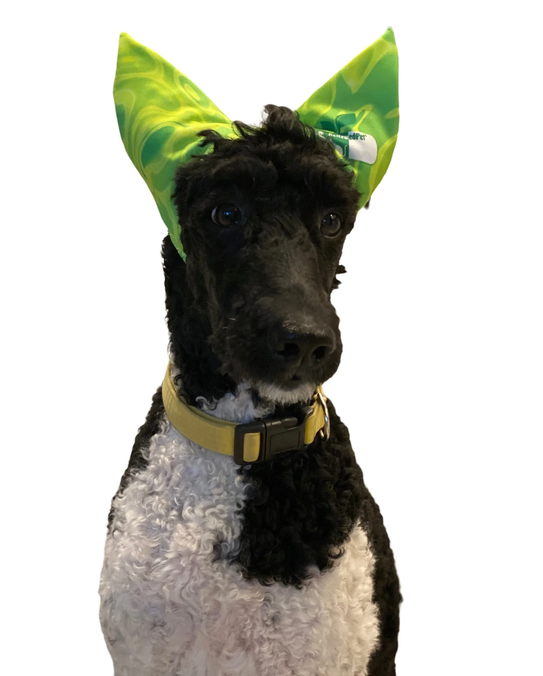 4-ALL PETS SHOWER / EAR / SUN CAP! - Image 8