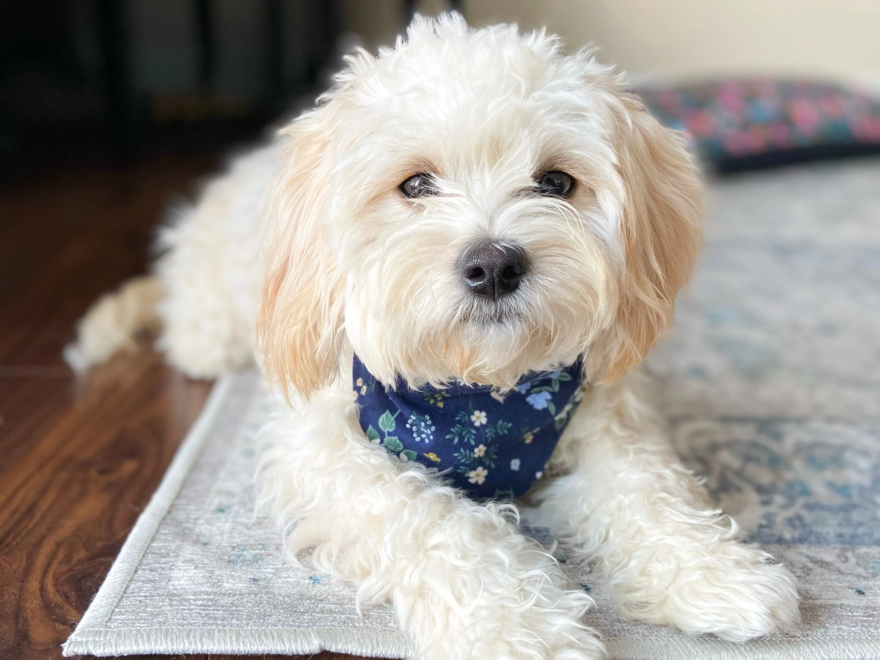 "4th of July" Dog Bandana - Image 6