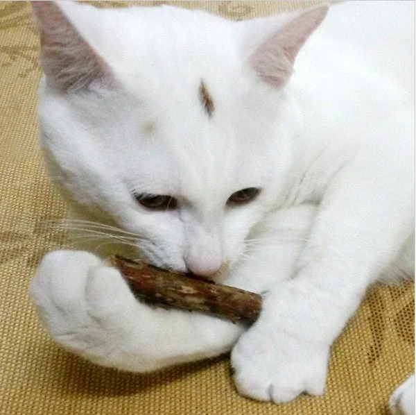 5 PCS Matatabi Catnip Chew Toy - Image 2