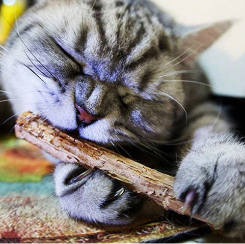 5 PCS Matatabi Catnip Chew Toy - Image 5