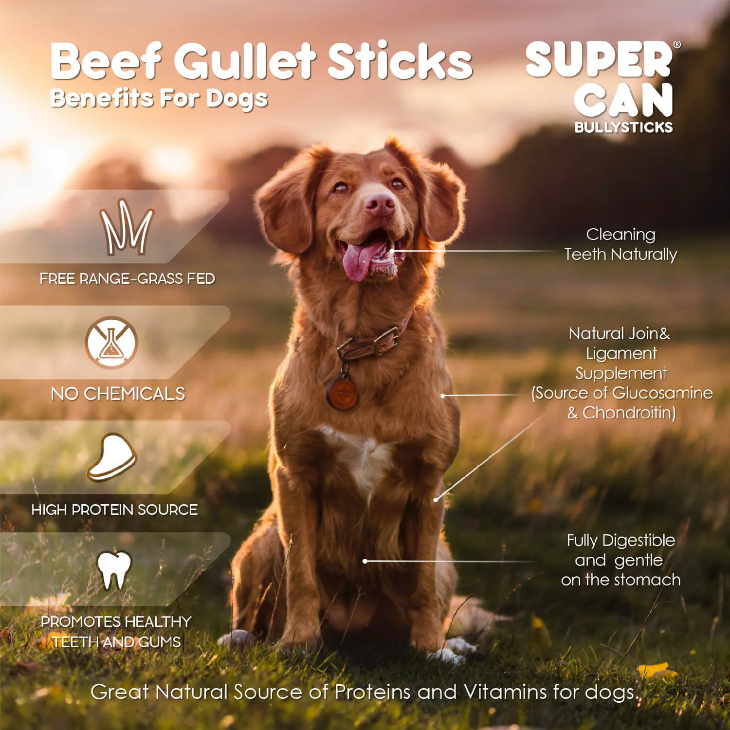 6" Beef Gullet Sticks 8oz - Image 3