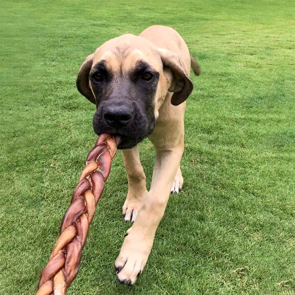 6" Braided Bully Sticks - Image 5