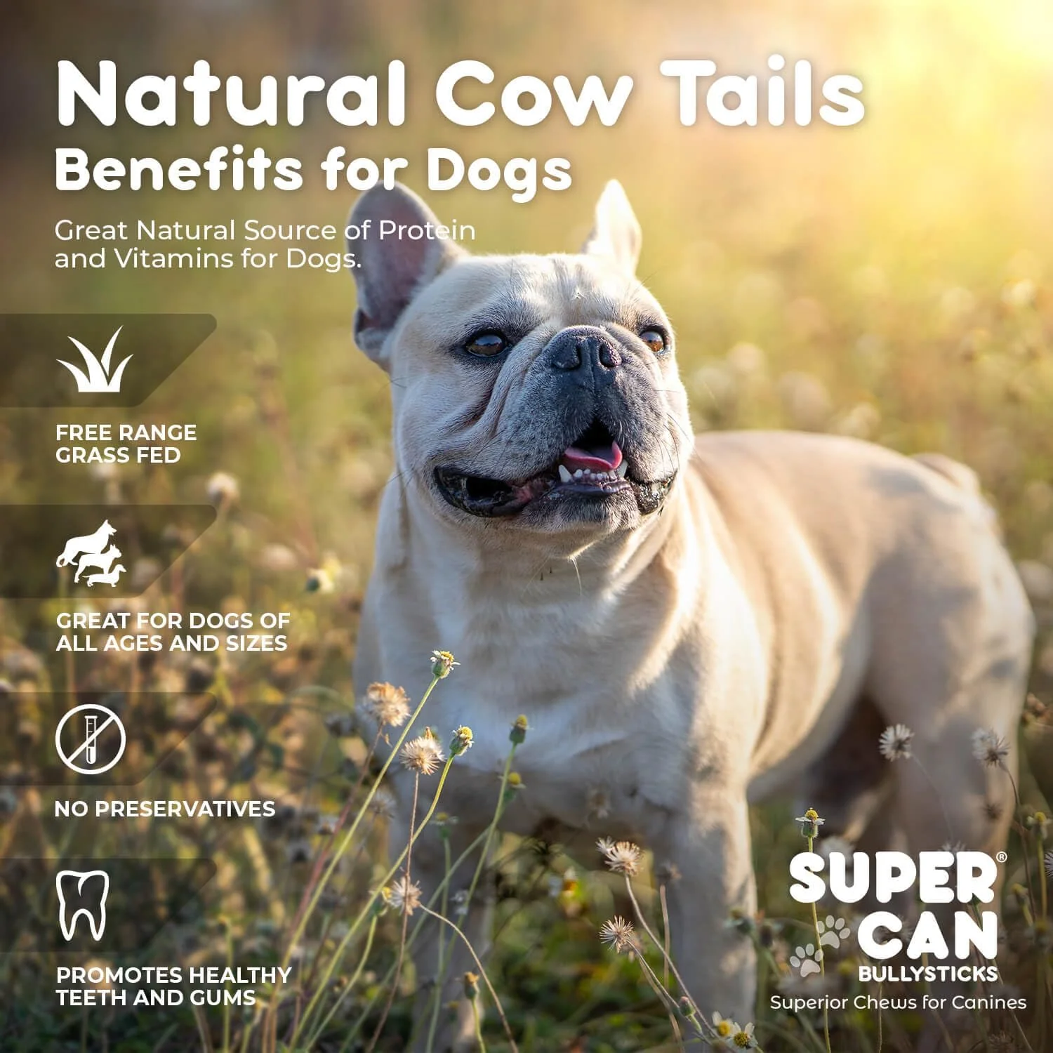 6" Cow Tails for Dogs (50 pcs) - Image 4