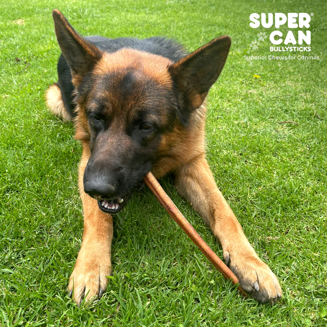 6" Jumbo Bully Sticks - High-Protein Dog Chews - Image 2