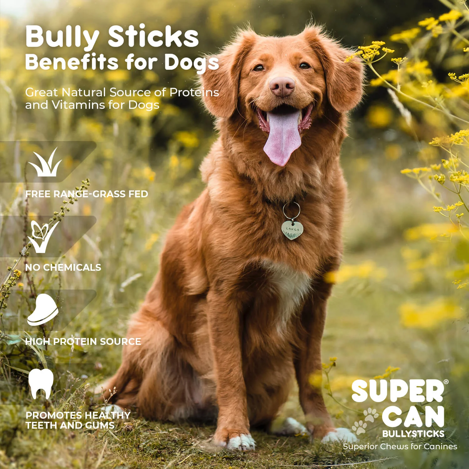 6" Jumbo Bully Sticks - High-Protein Dog Chews - Image 4