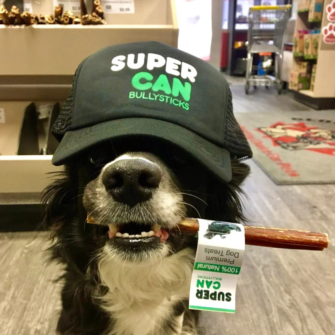 6" Mega Monster Bully Sticks | Premium Quality - Image 7