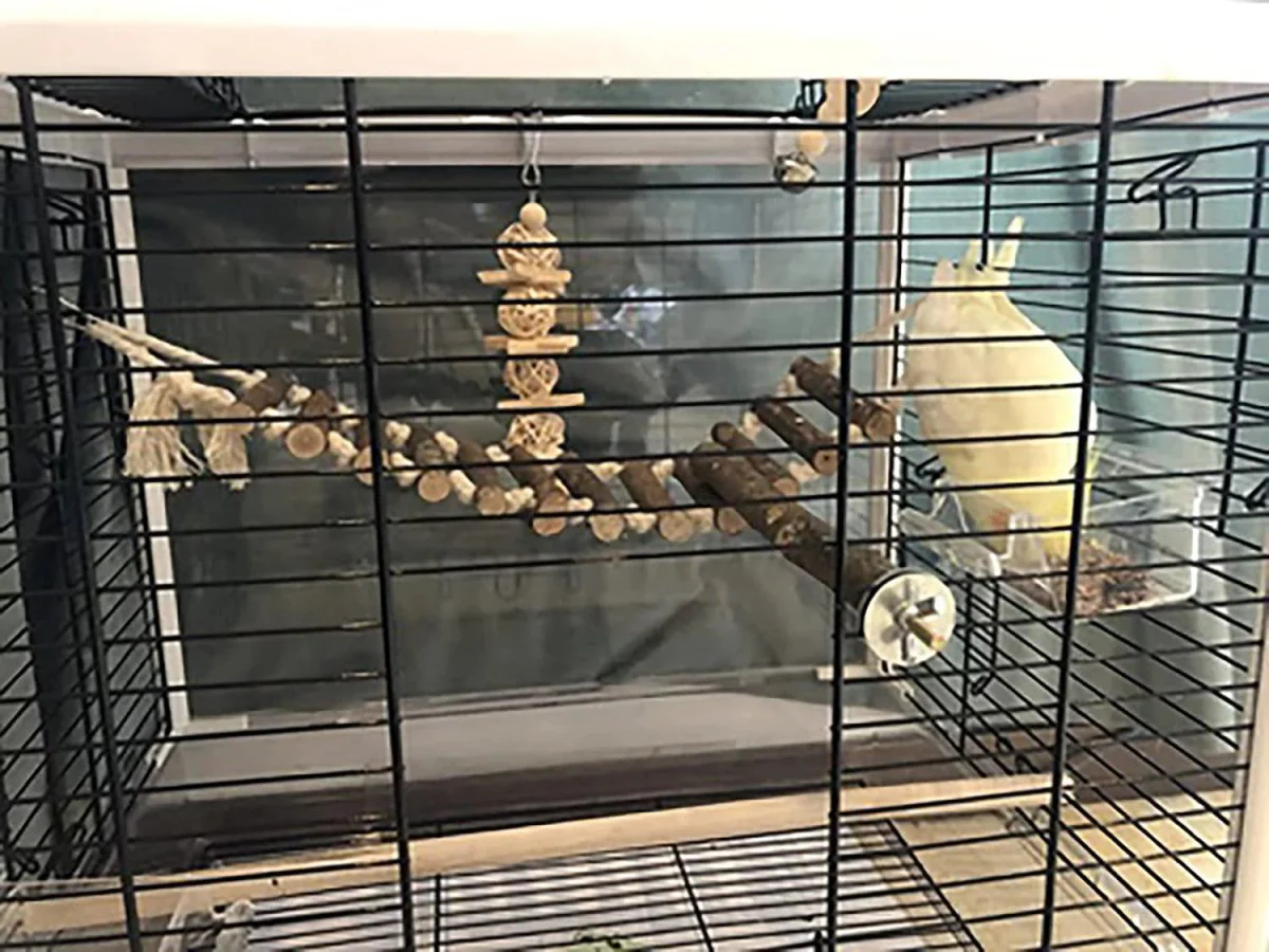 8 Pack Bird Toys for Cage Accessories - Image 7