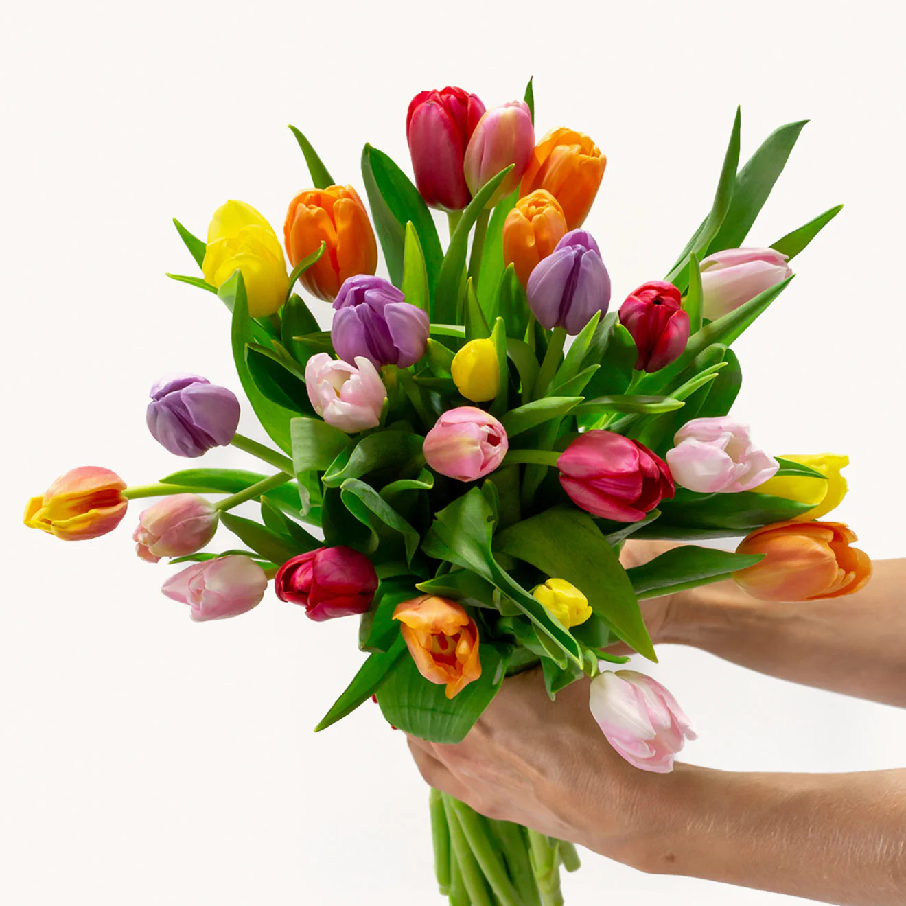 A Tulip For Everyone - Image 2