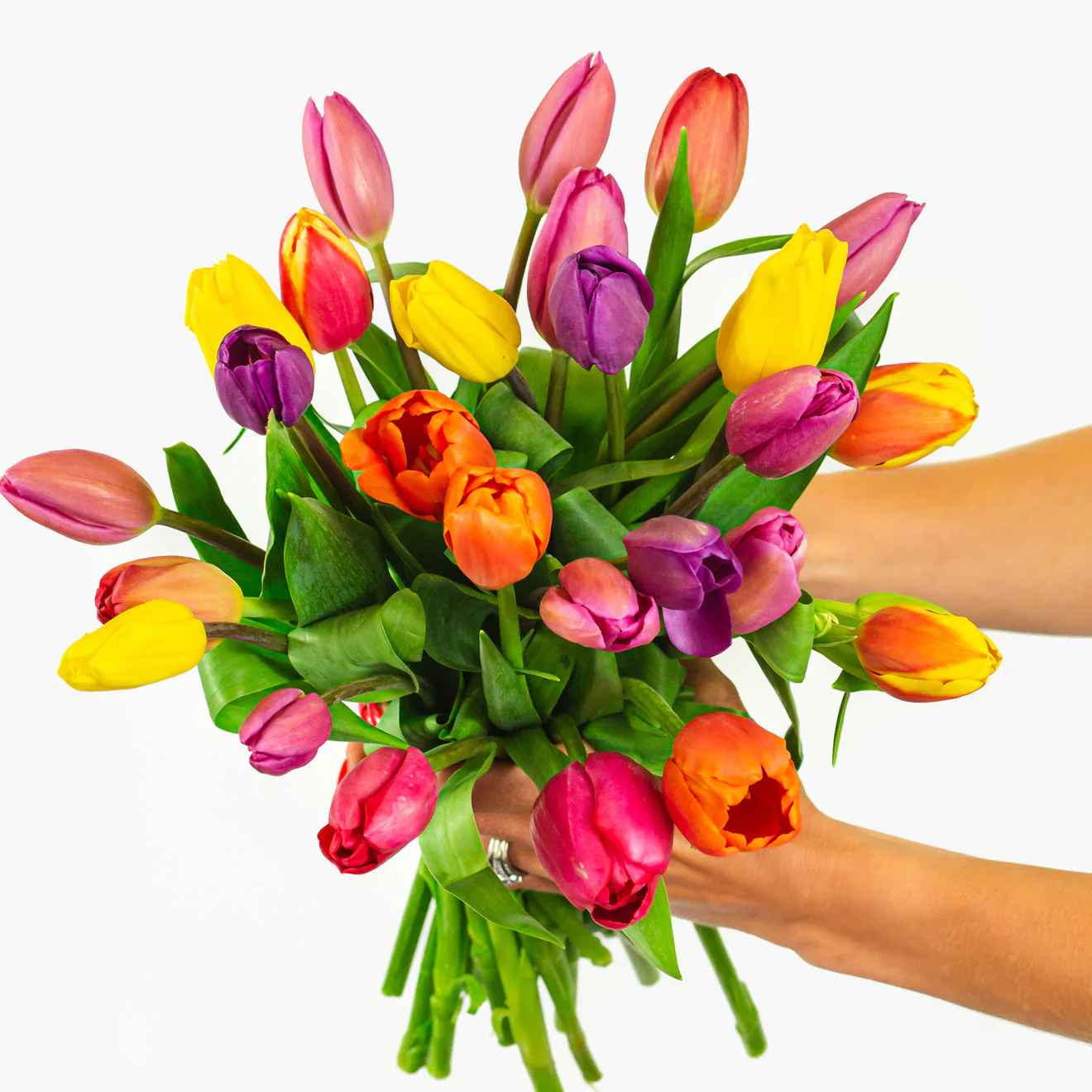 A Tulip For Everyone - Image 3