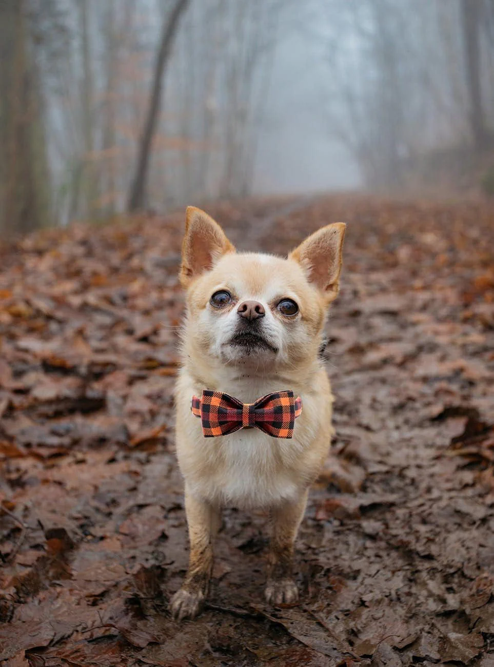 Adjustable Collars for Small Medium Large Dogs and Cats - Image 3