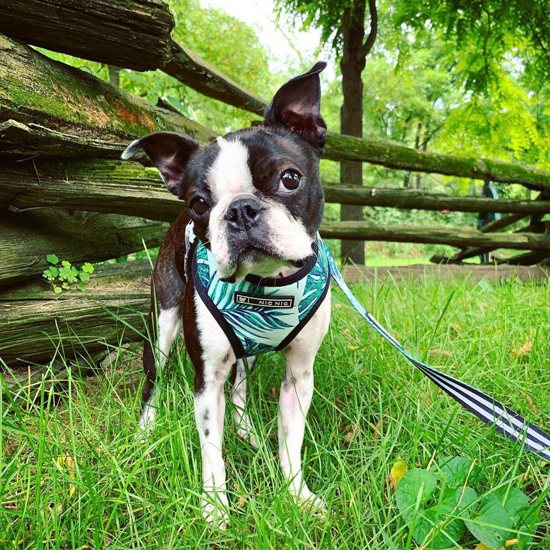 Adjustable Dog Harness and Leash Set - Image 2