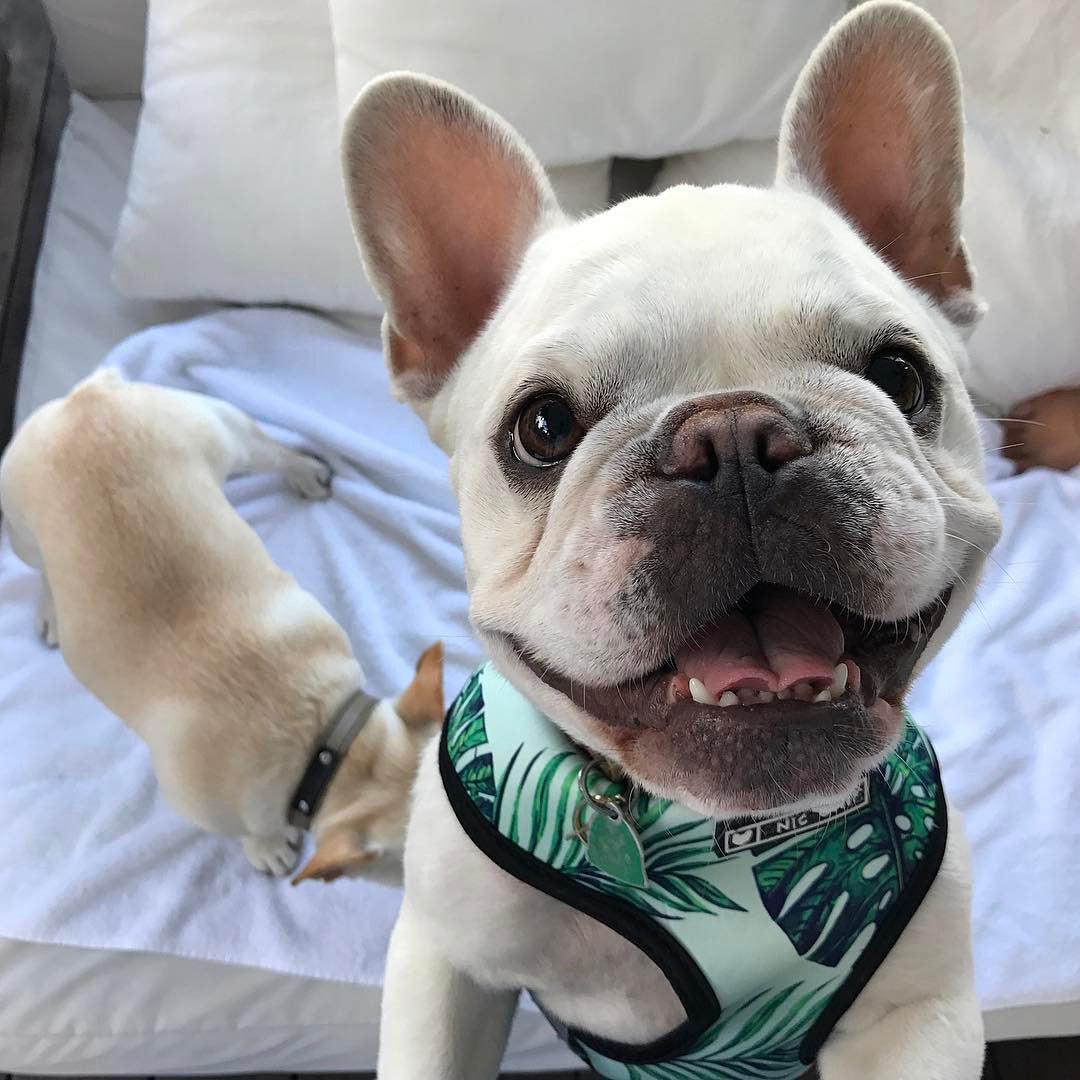 Adjustable Dog Harness and Leash Set - Image 3