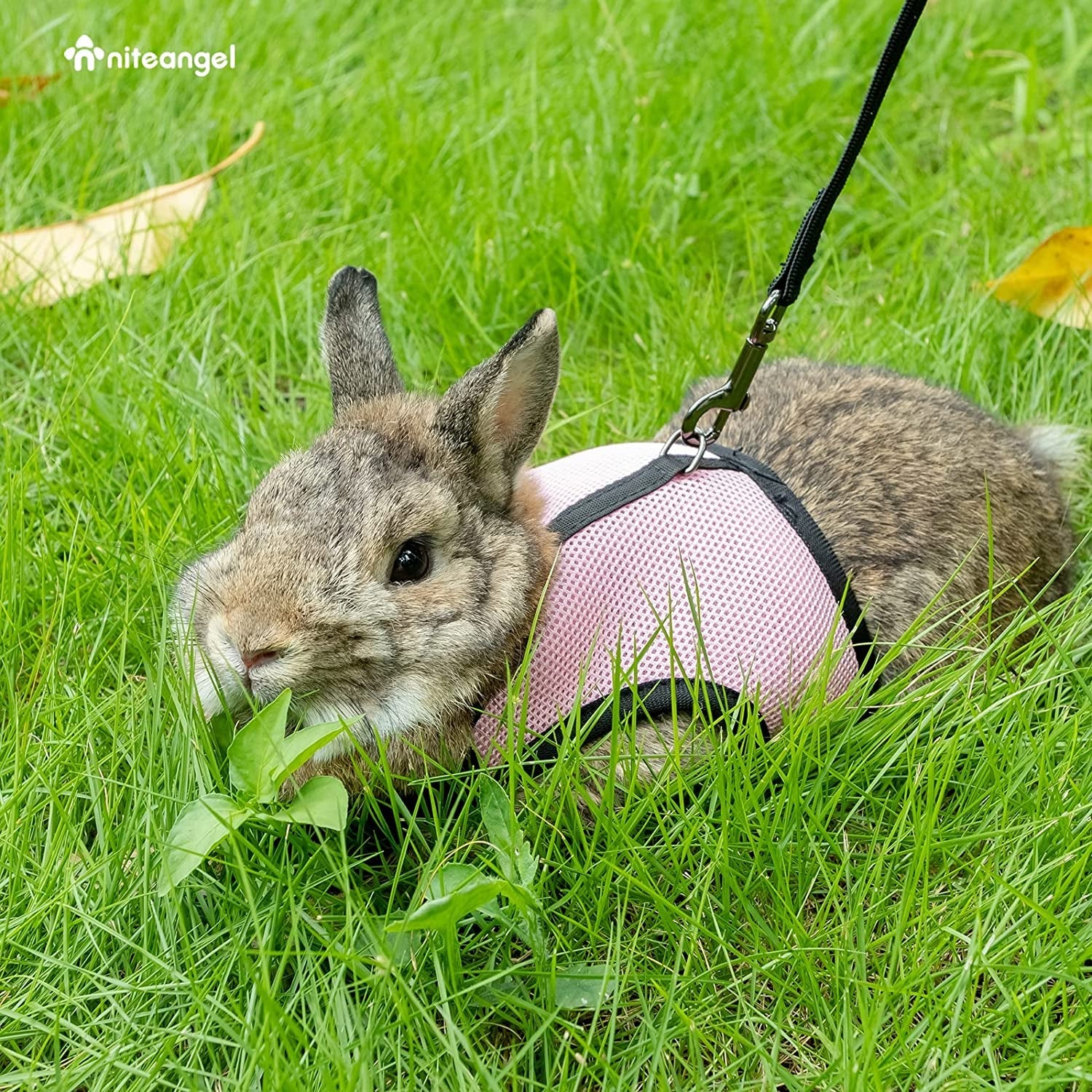 Adjustable Soft Harness with Elastic Leash for Rabbits (M, Pink) - Image 6
