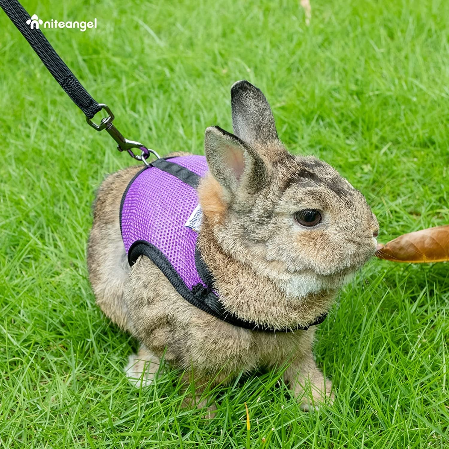 Adjustable Soft Harness with Elastic Leash for Rabbits (M, Pink) - Image 7