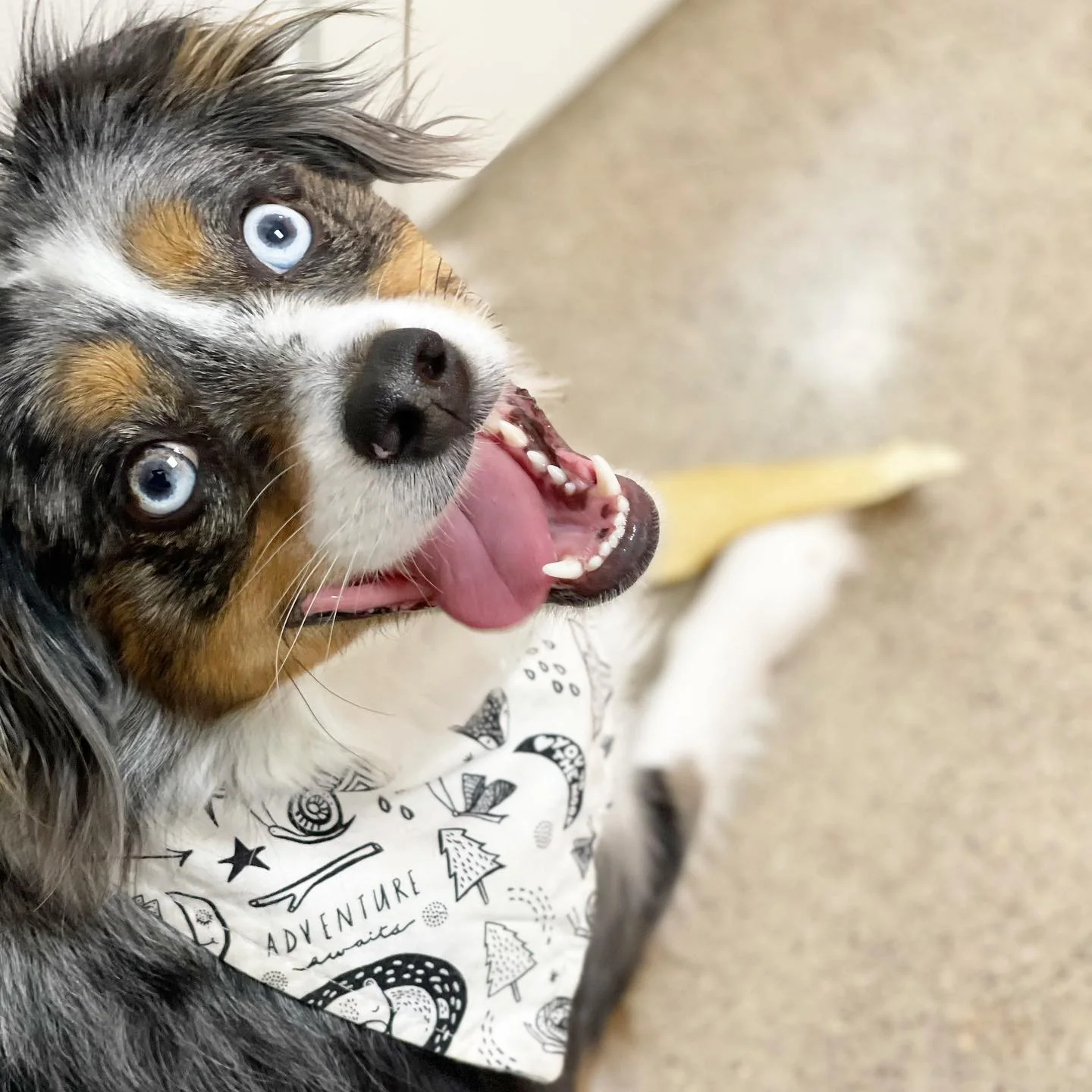 "Adventure" Dog Bandana - Image 11