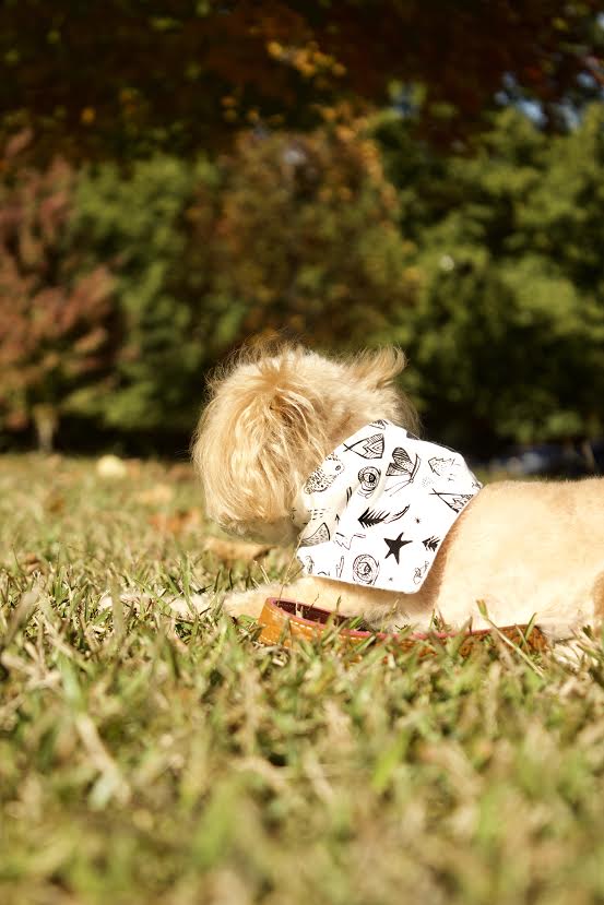 "Adventure" Dog Bandana - Image 5