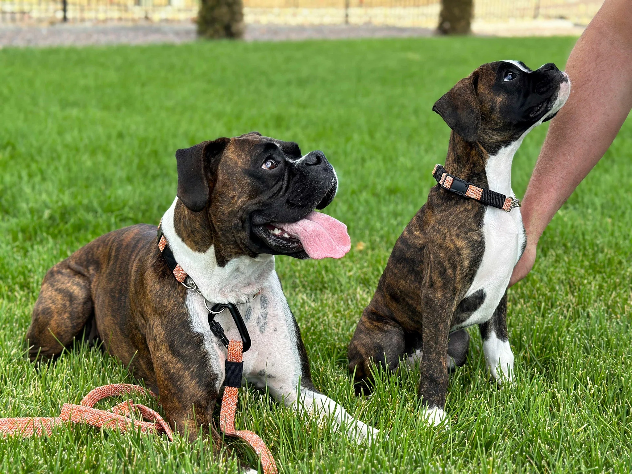 Adventure Style Collar and Leash SET - Image 2