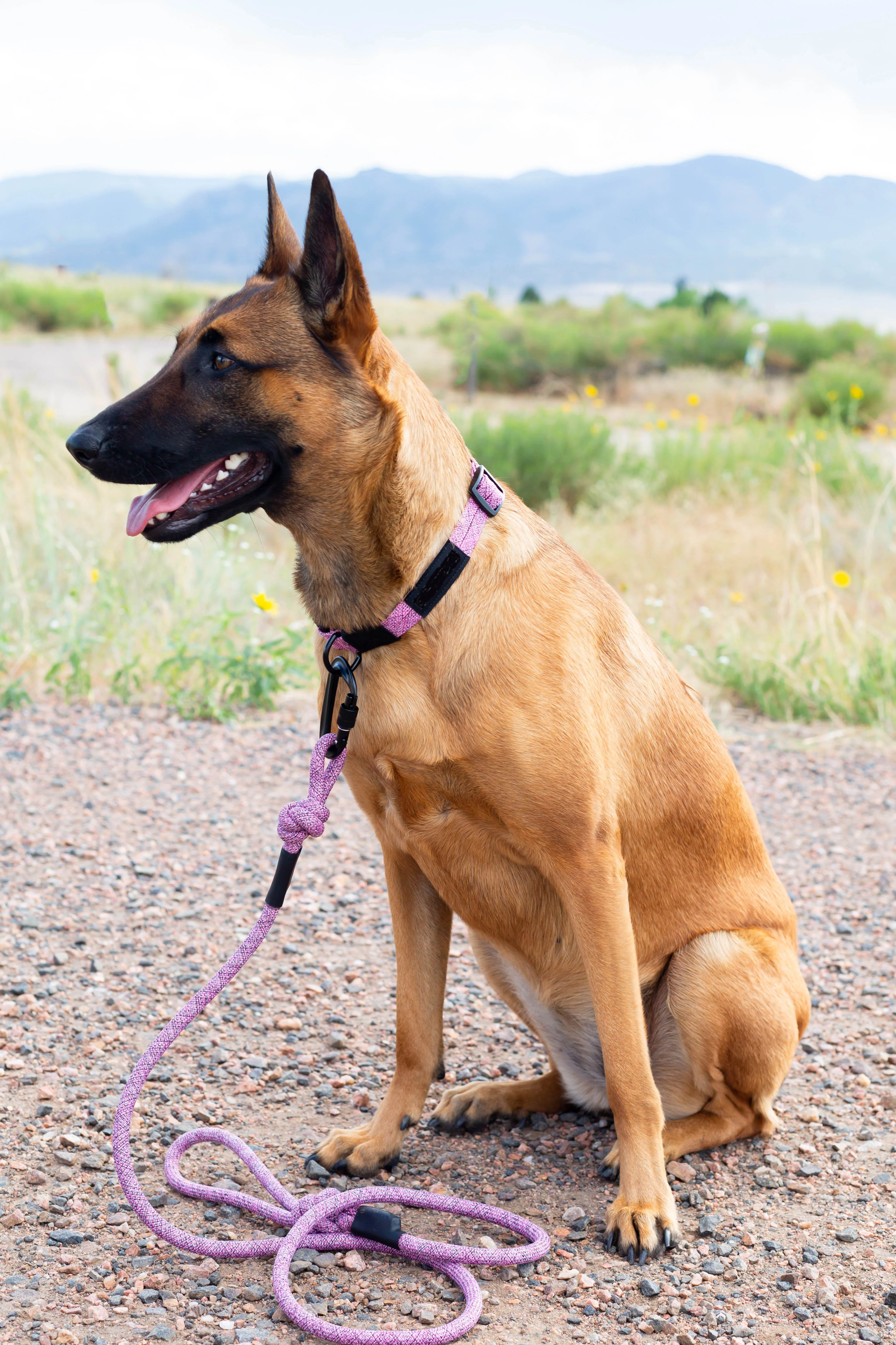 Adventure Style Mountain Blush Climbing Rope Dog Collar - Image 5