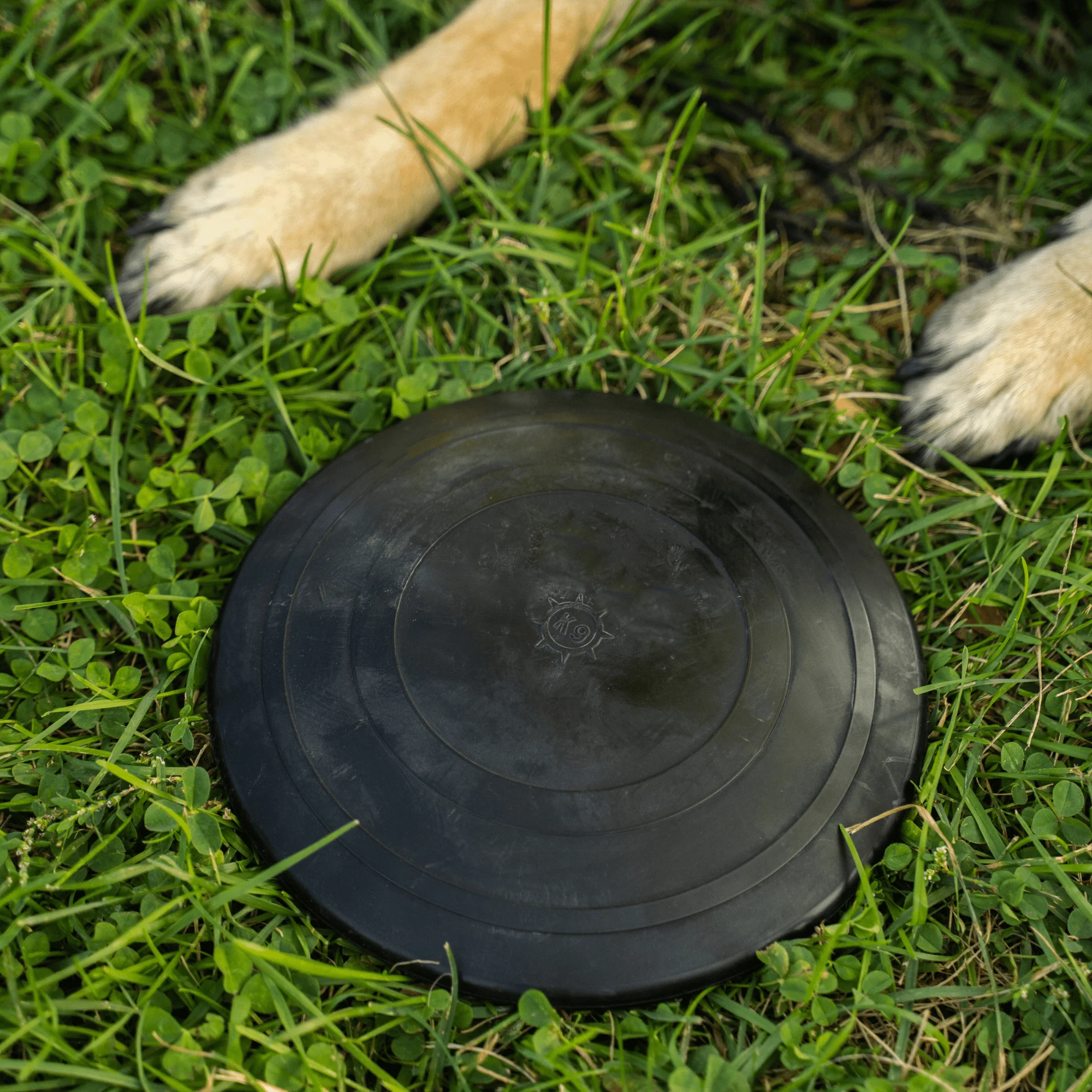 Aero Disc - Image 5