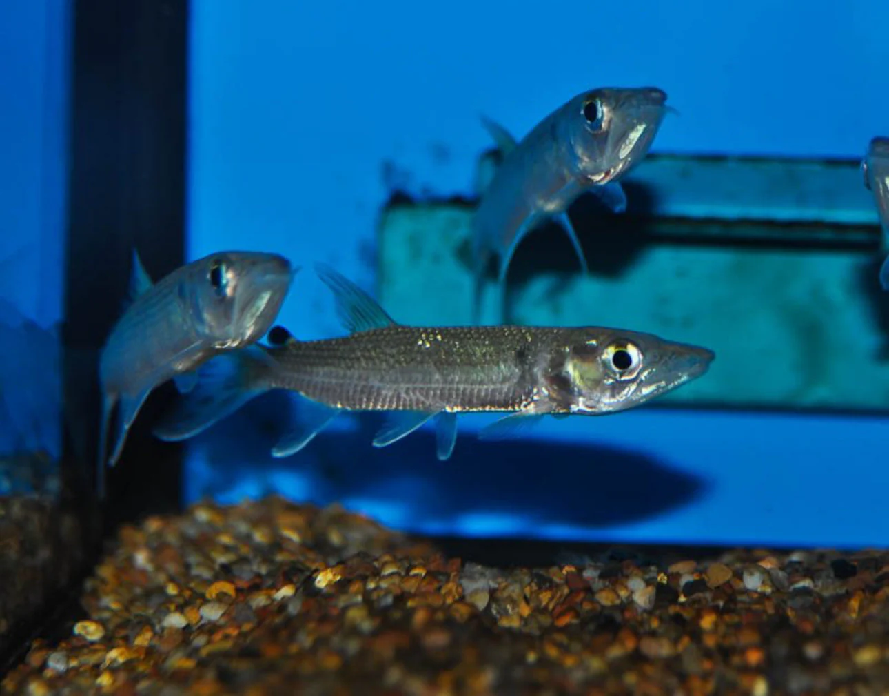 African Pike (Hepsetus odoe) - Image 2