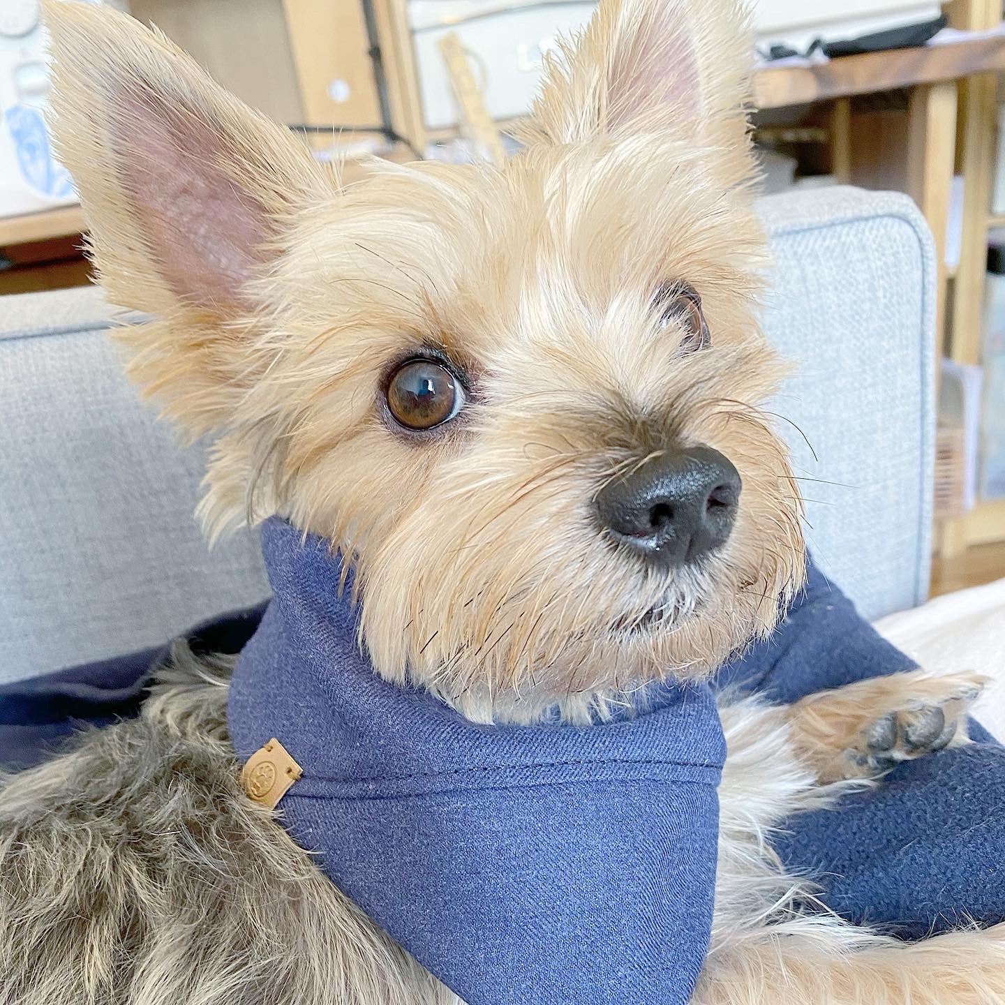 'Aiden' Reversible Pet Bandana - Image 4