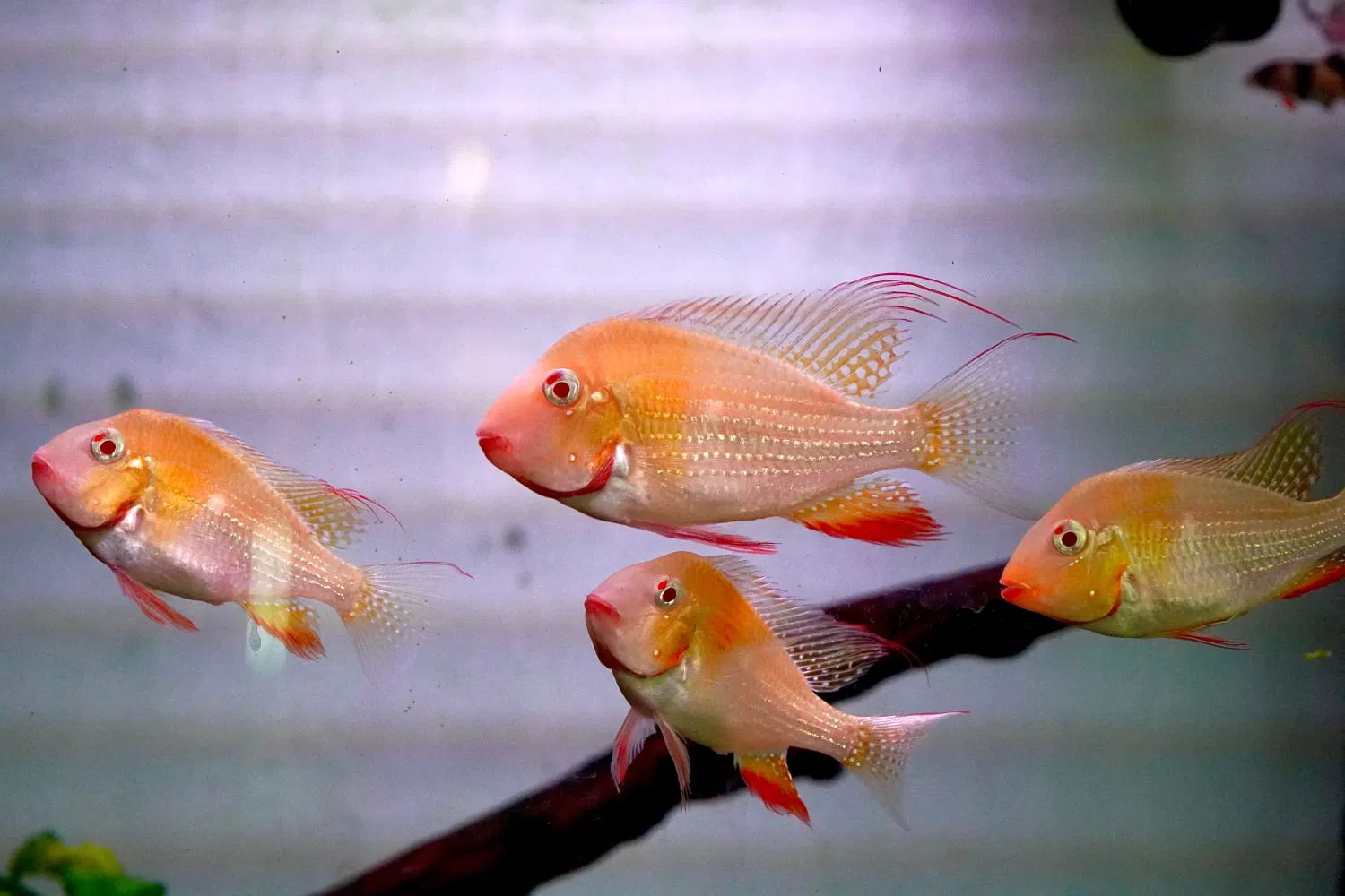 Albino Geophagus Heckelii- Albino Threadfin Acara 2.5"-3" - Image 2