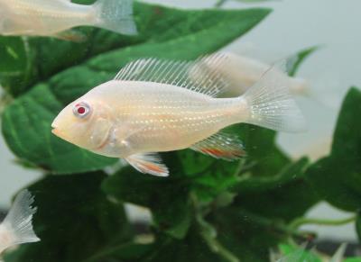 Albino Geophagus Heckelii- Albino Threadfin Acara 2.5"-3" - Image 3