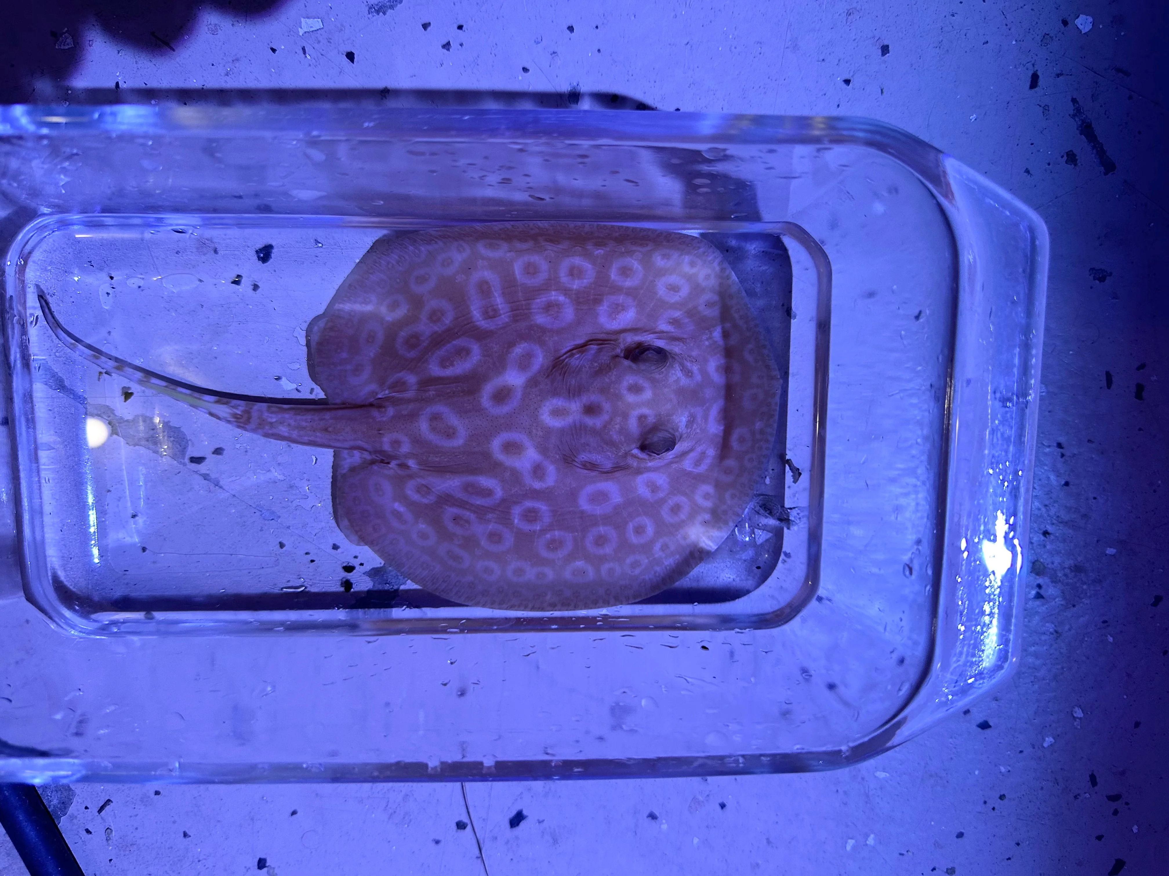 Albino Pearl Stingray (Potamotrygon jabuti) - Image 2