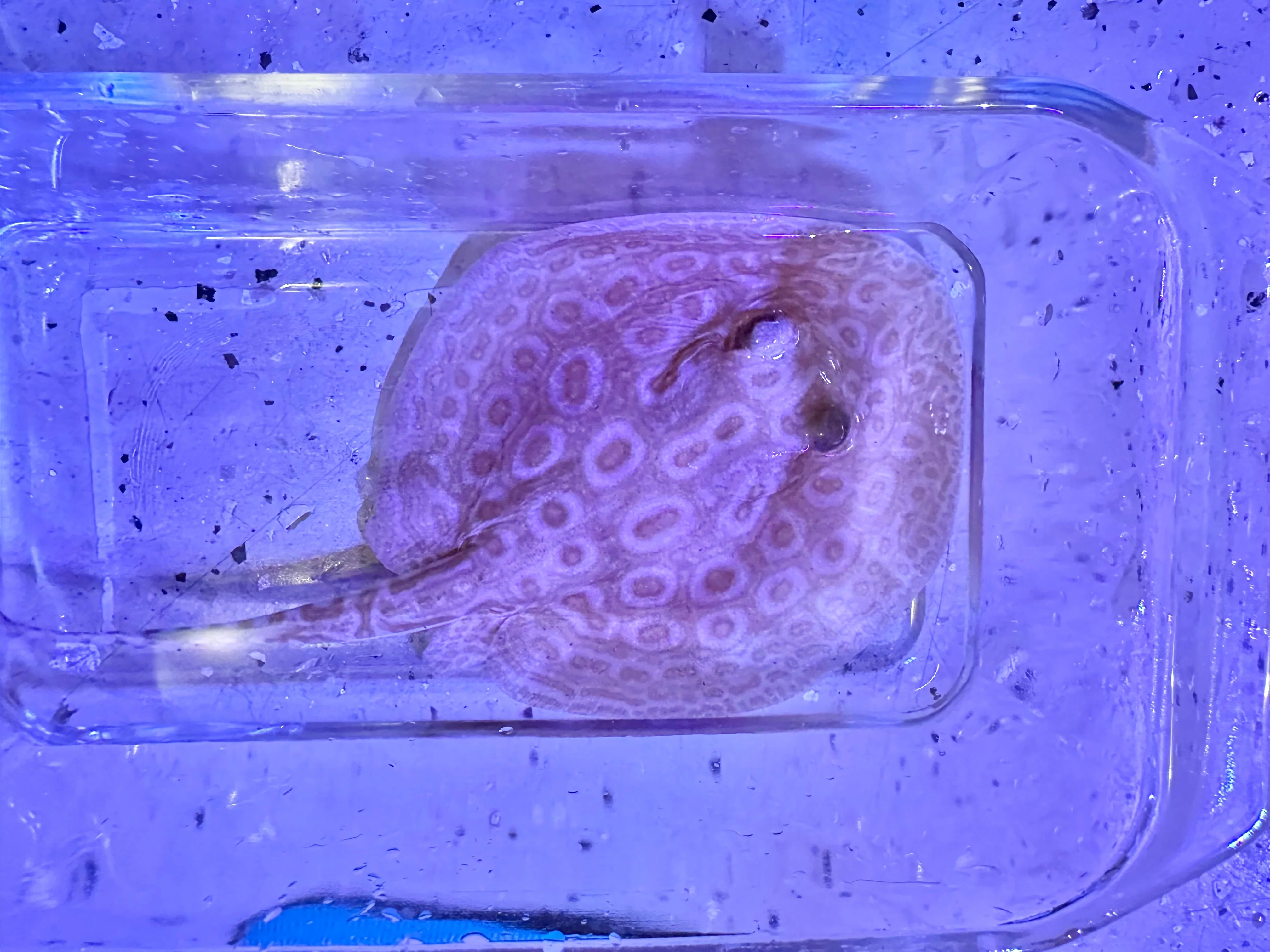 Albino Pearl Stingray (Potamotrygon jabuti) - Image 3