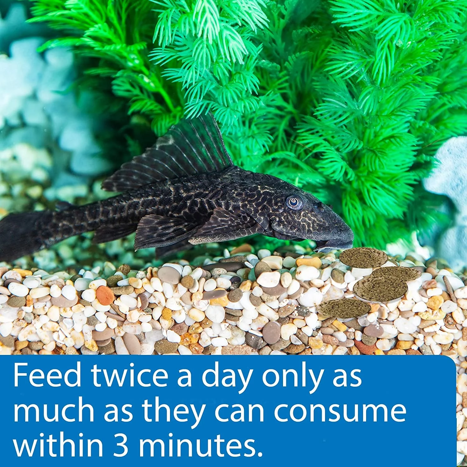 ALGAE EATER WAFERS Algae Wafer Fish Food - Image 4