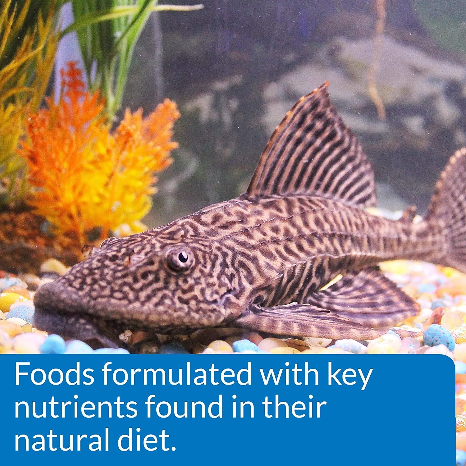 ALGAE EATER WAFERS Algae Wafer Fish Food - Image 6