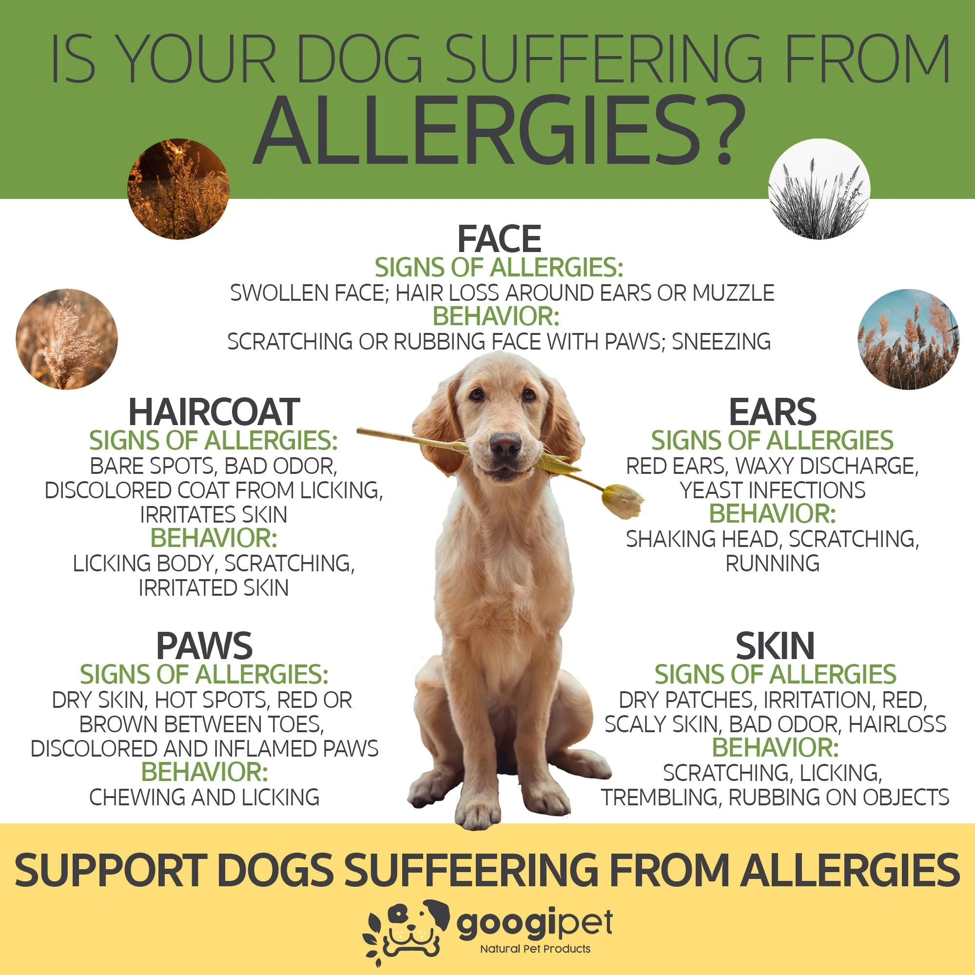 Allergy & Immune Support Chews for Dogs (Coconut & Carob Flavor) - Image 8