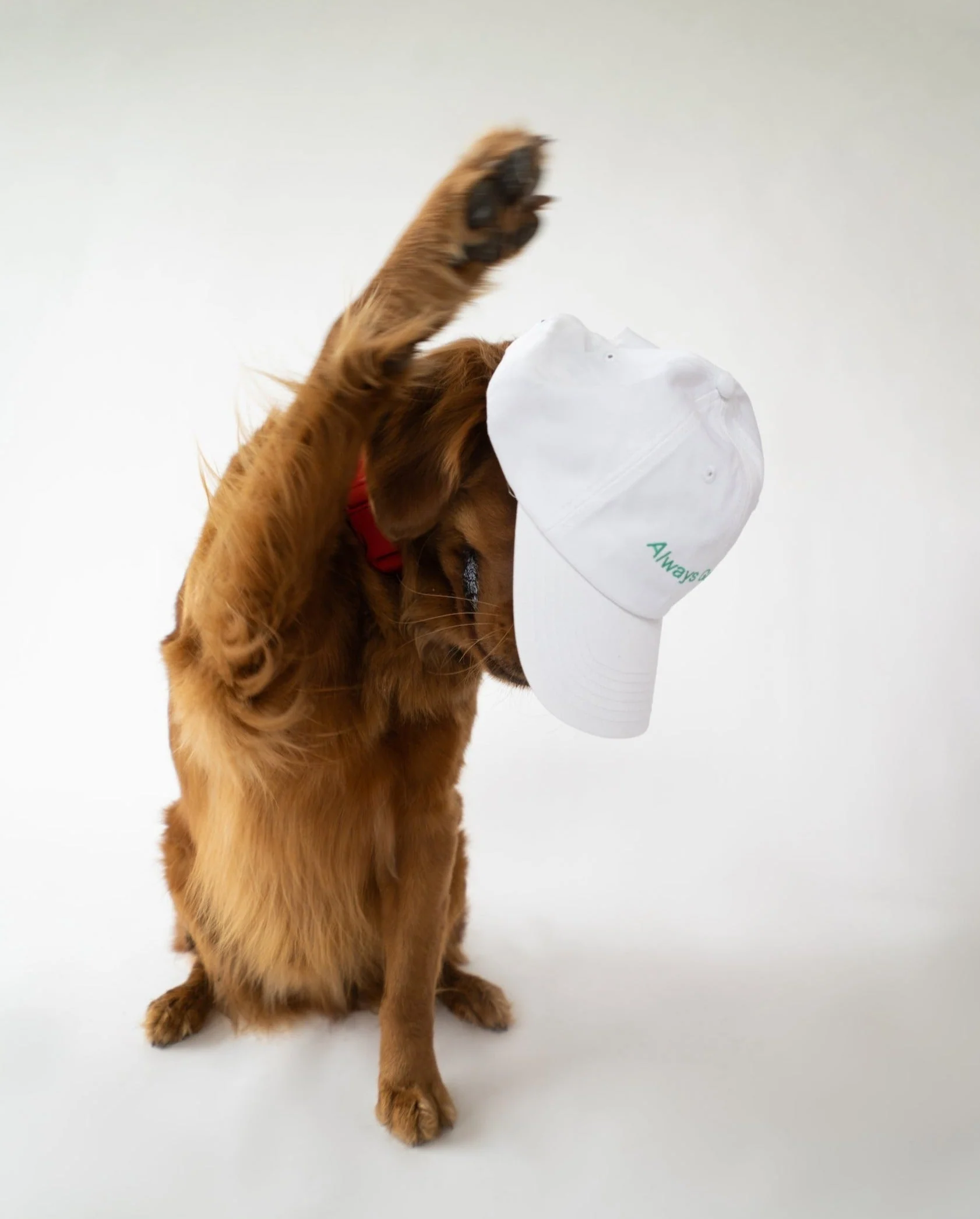 Always Game Dad Cap - Image 4