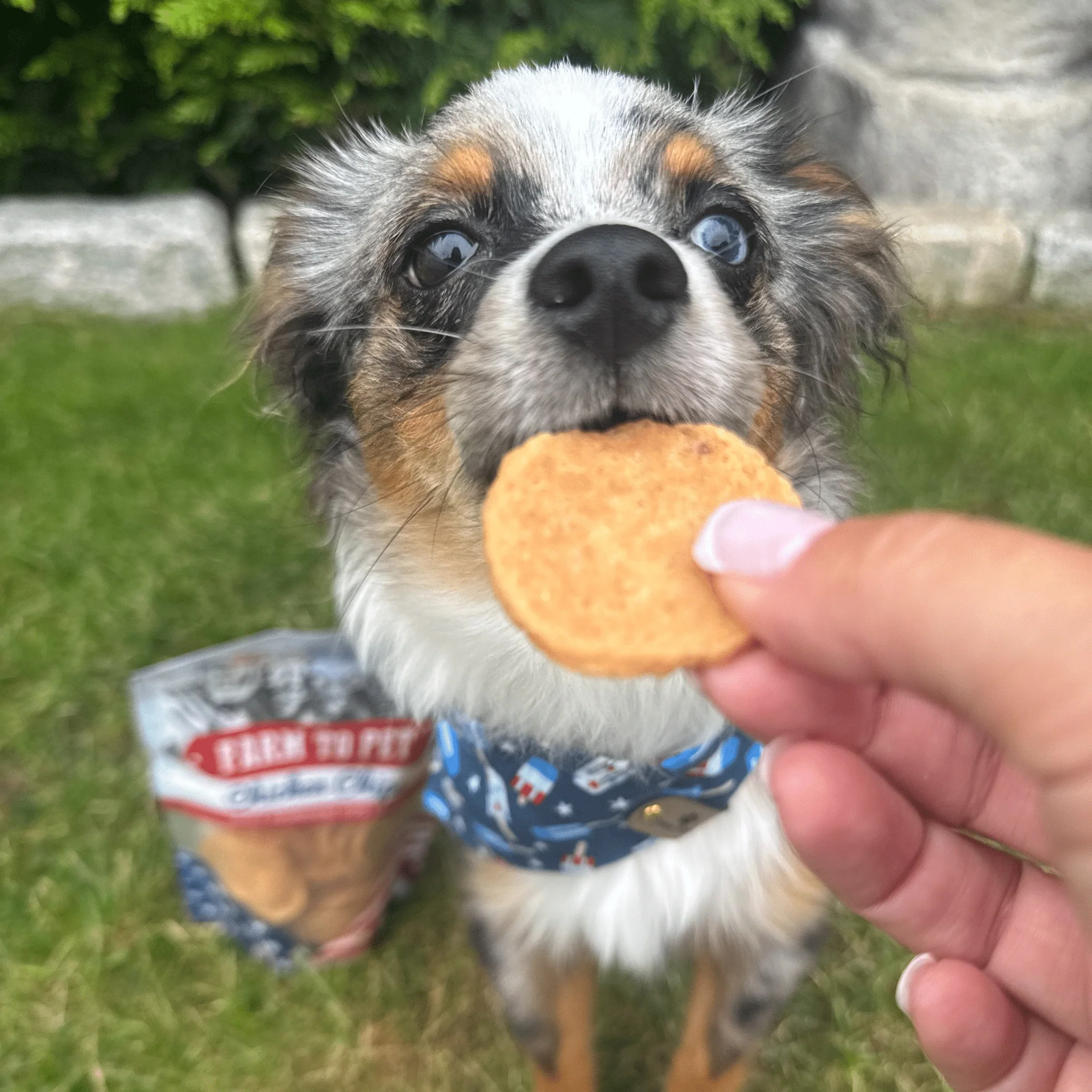 Americana Chicken Chips for Dogs | Celebrate with USA-made Dog Treats - Image 3