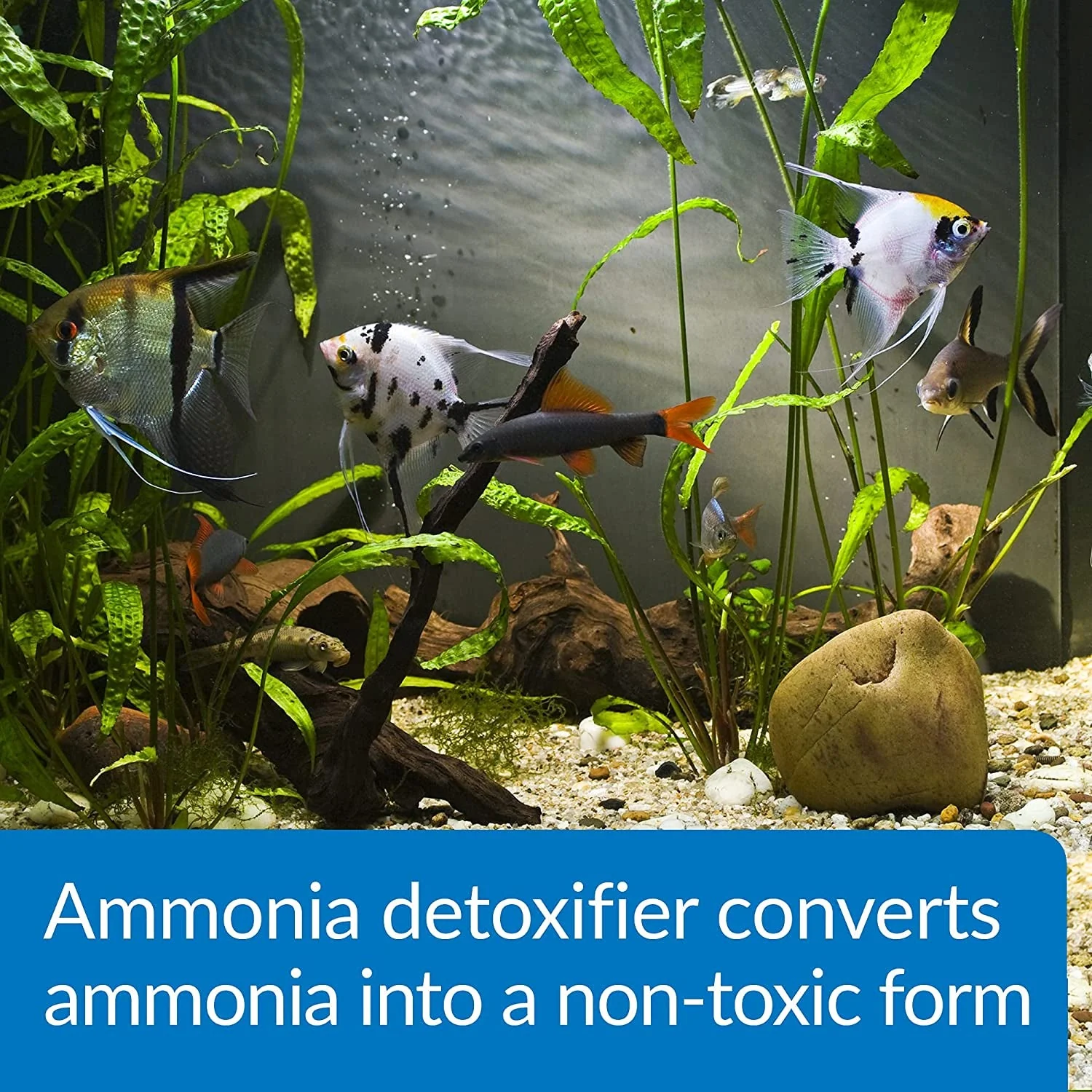 Ammo Lock Freshwater and Saltwater Aquarium Ammonia Detoxifier 1-Gallon Bottle - Image 3