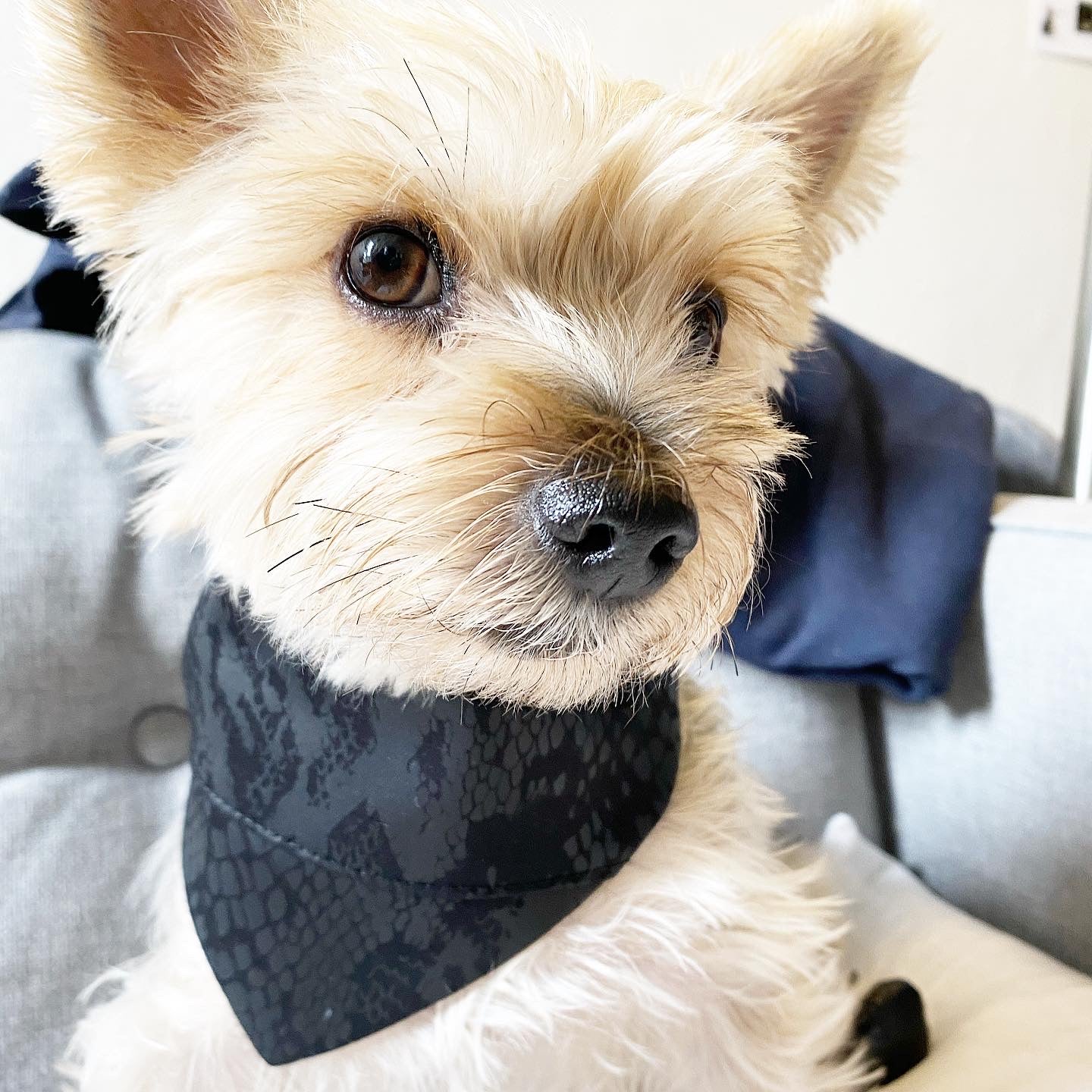 'Andy' Reversible Pet Bandana - Image 4