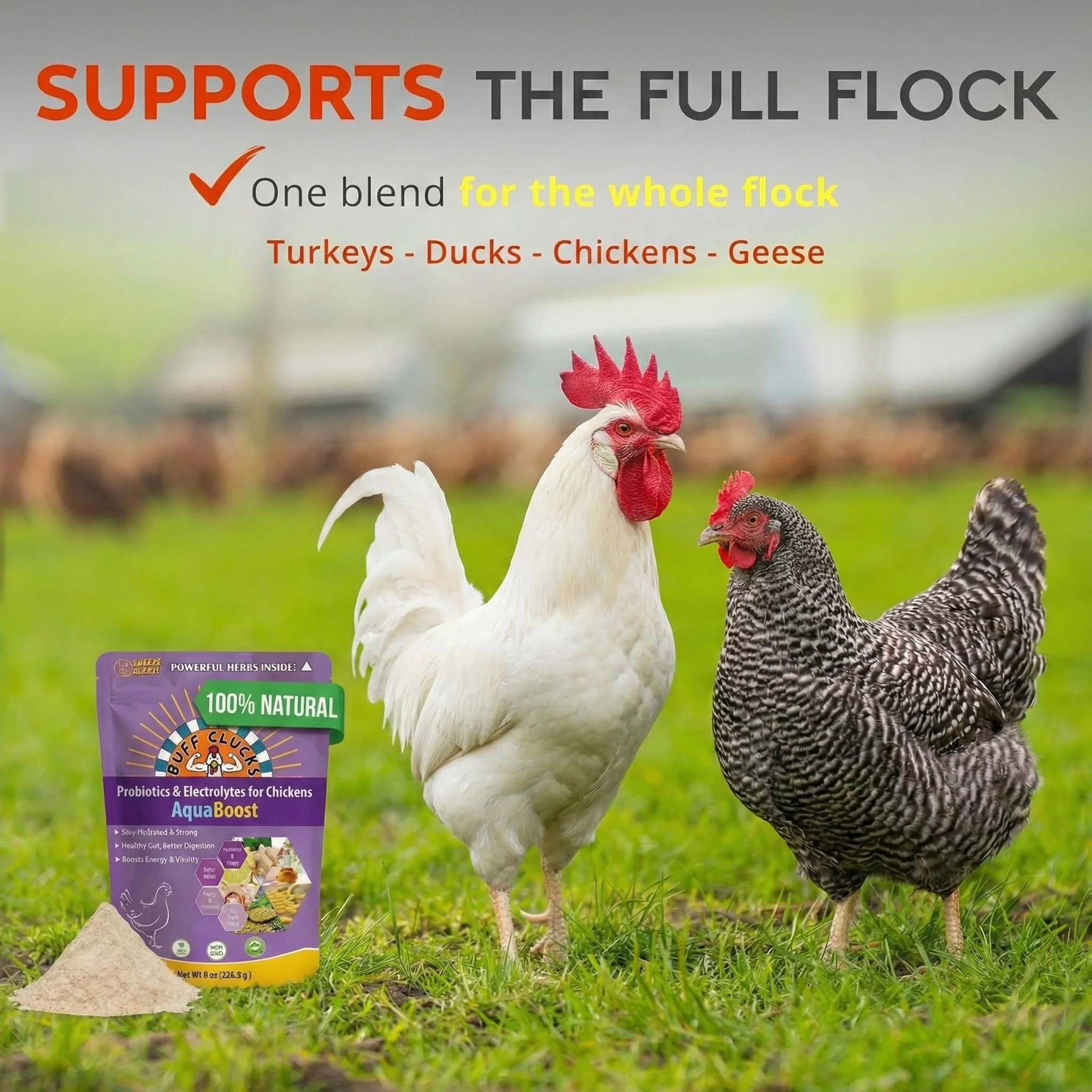 AquaBoost – Electrolytes and Probiotics for Backyard Chickens - Image 4
