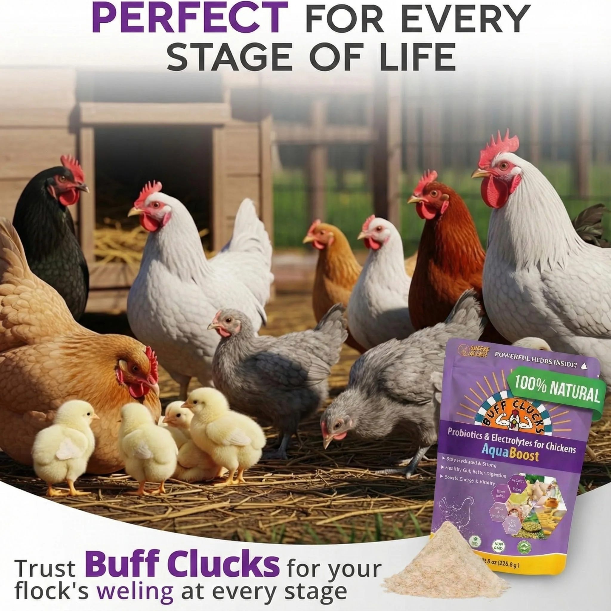 AquaBoost – Electrolytes and Probiotics for Backyard Chickens - Image 5