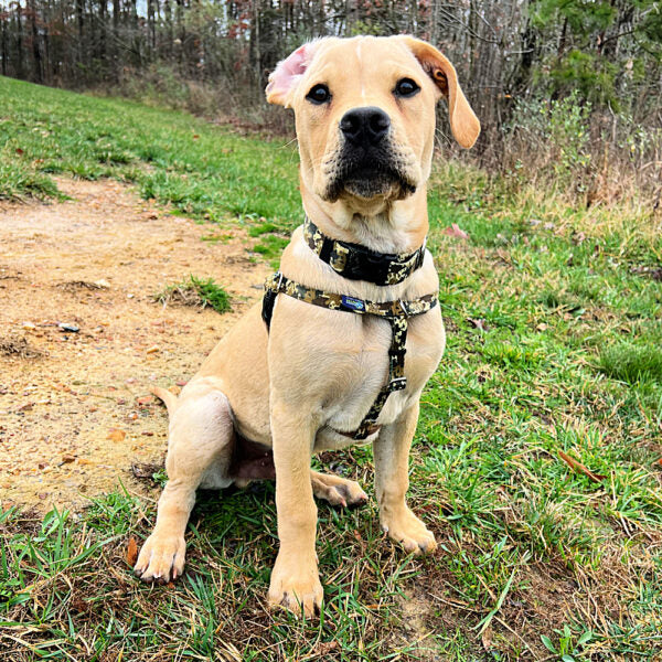 Archie Loves Mud Freedom No-Pull Dog Harness – EarthStyle - Image 9