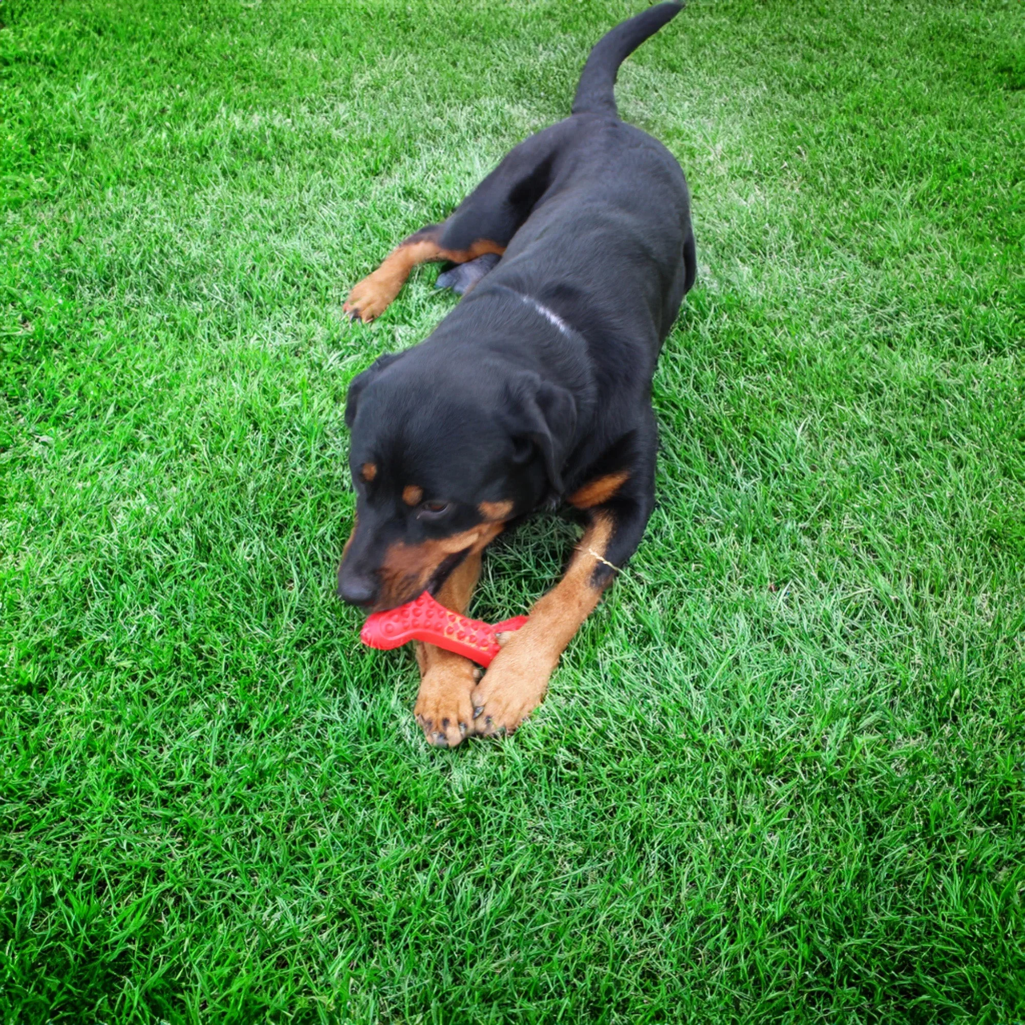Arlo's Favorite Rubber Bone - Image 4